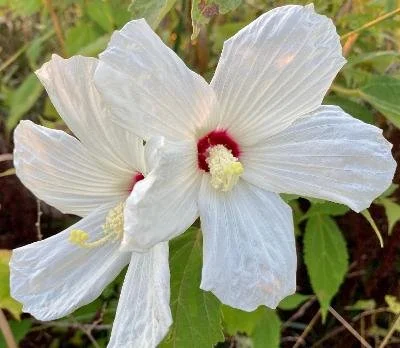 NNVNPS Native Plant Sale on Sunday, 9/13