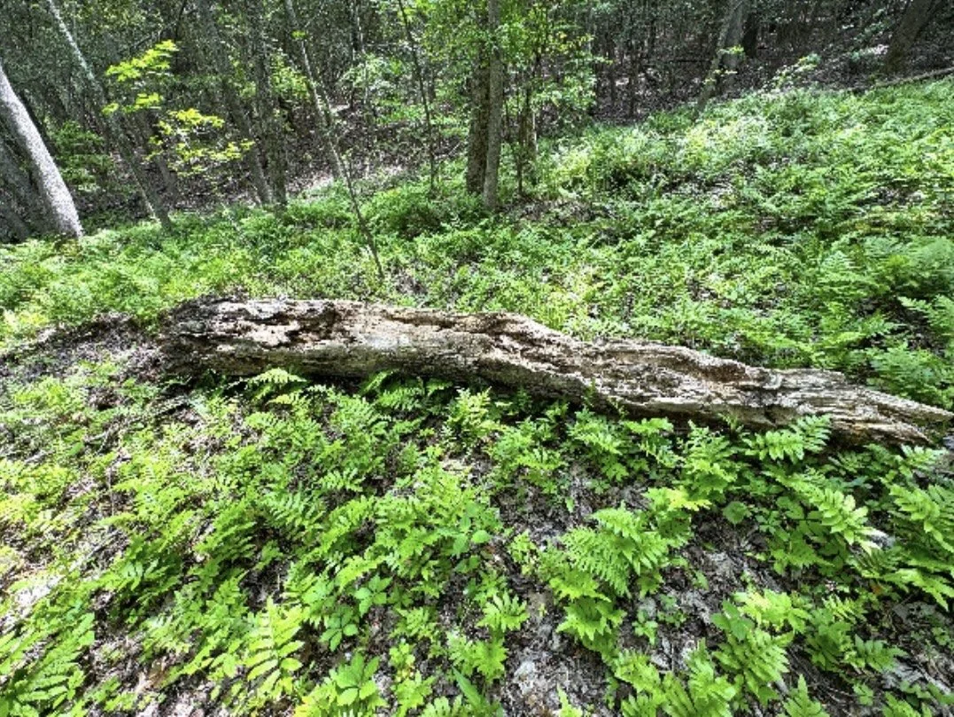 NNVNPS Zoom presentation “Virginia’s Ferns” on Thursday, Oct. 15th at 7 pm