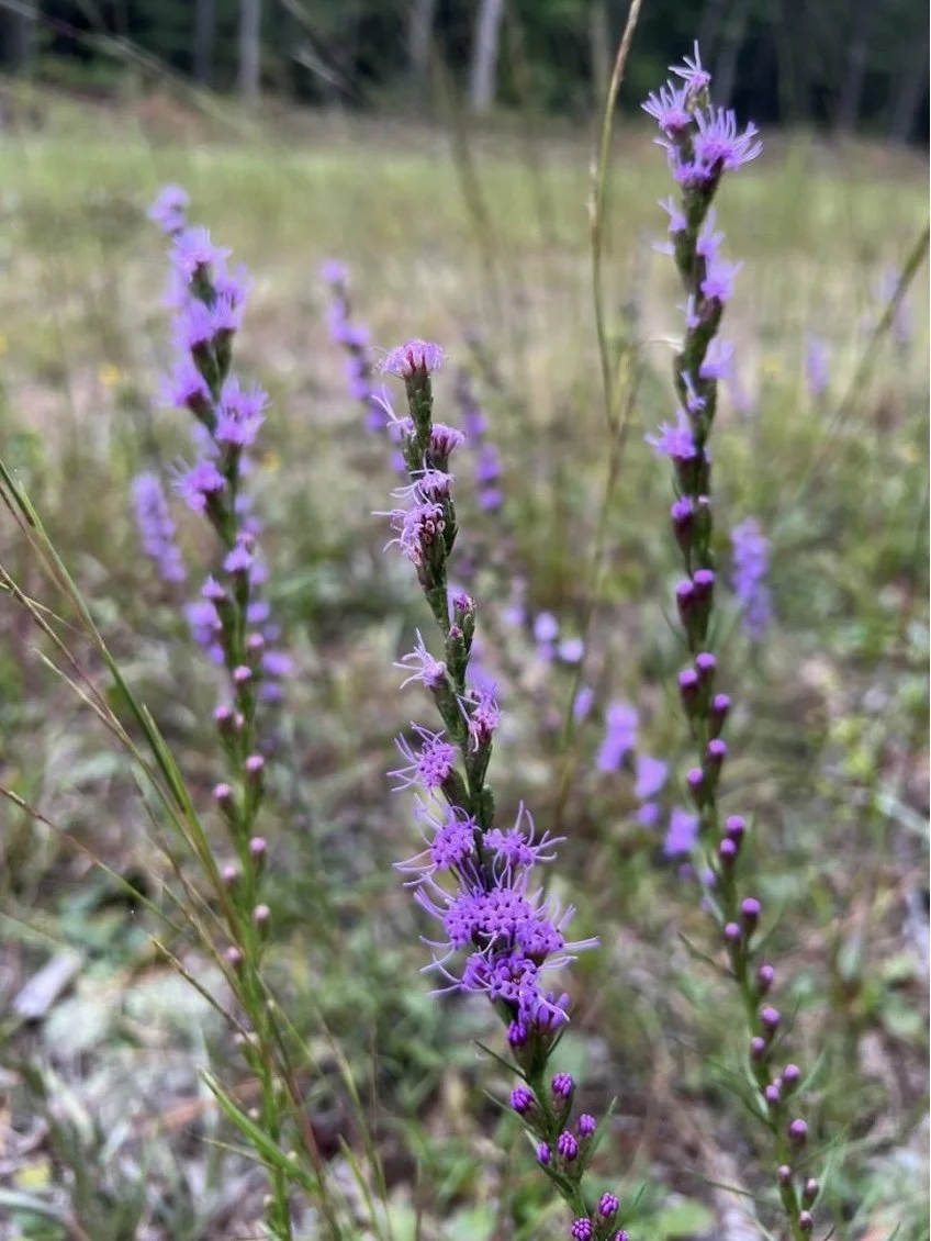 Plant of the Month October 2026: Grass-leaf Blazing Star