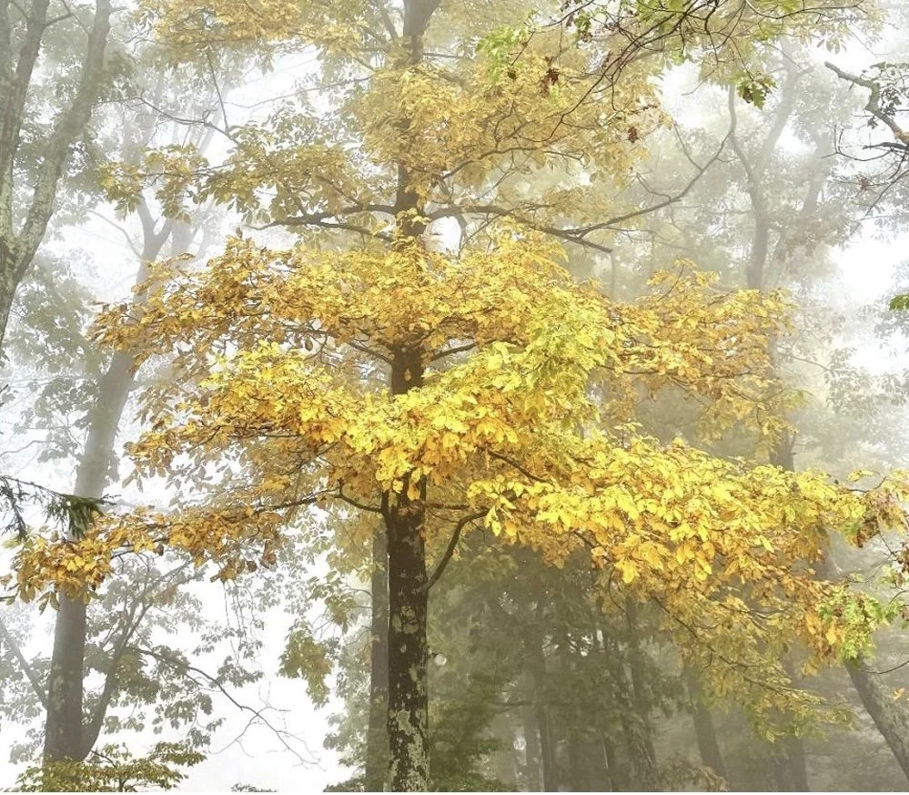 Plant of the Month November 2026: Mockernut Hickory