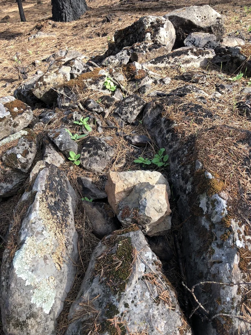 Green in rocks: first signs of new life nestled in the boulders along the driveway, Nov 2017.