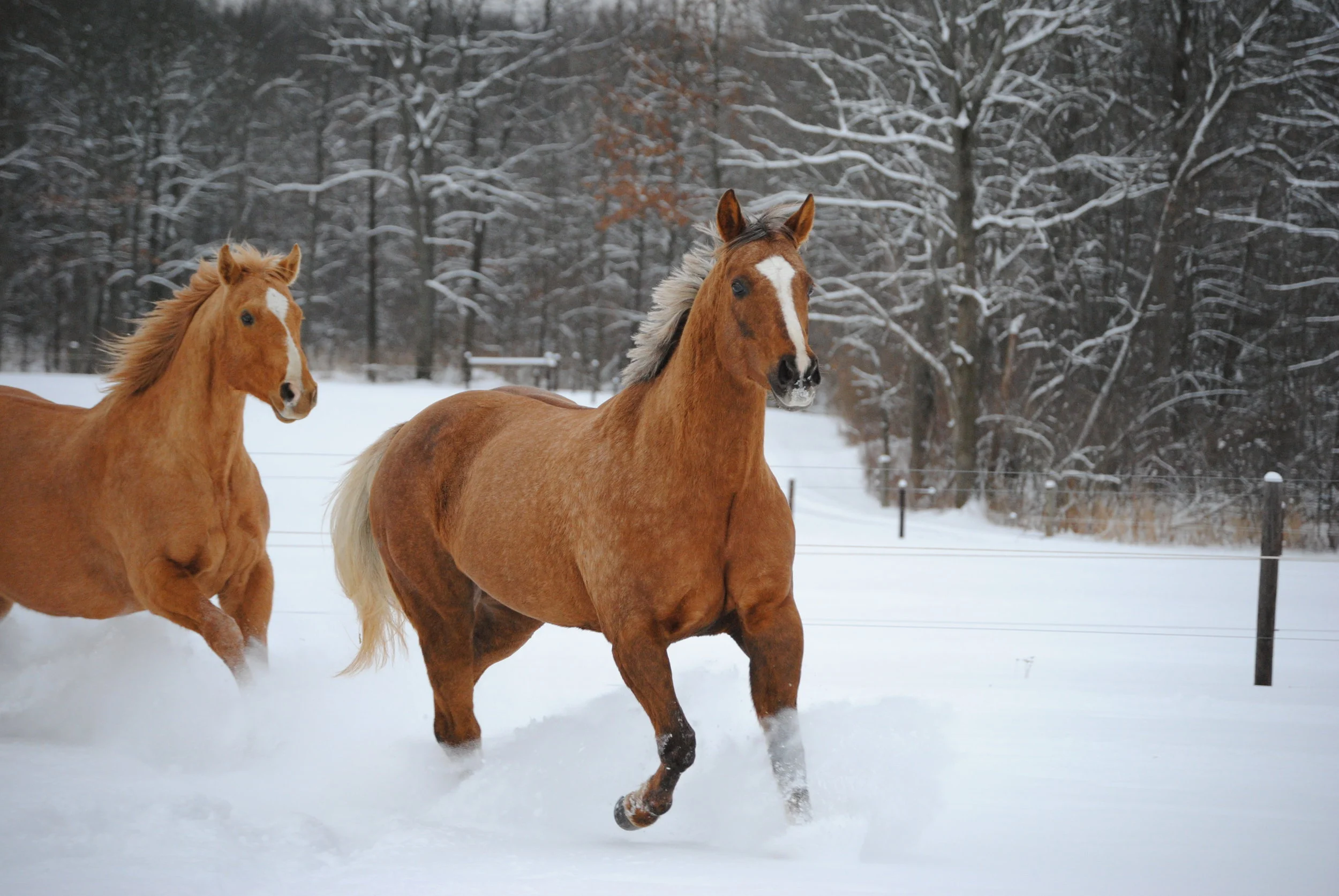 winter 1073.jpg