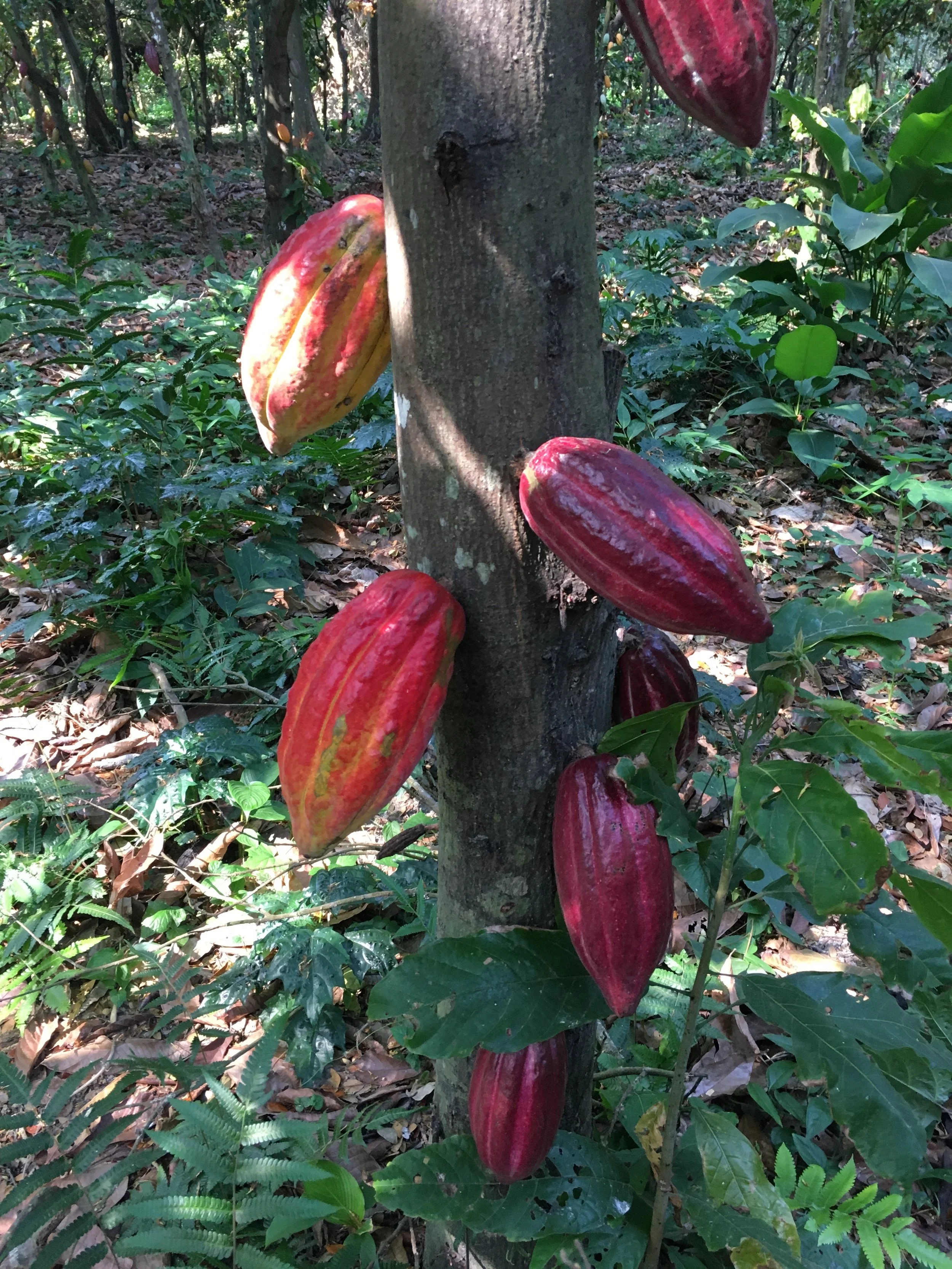 IMG_2416.jpeg (Copy)