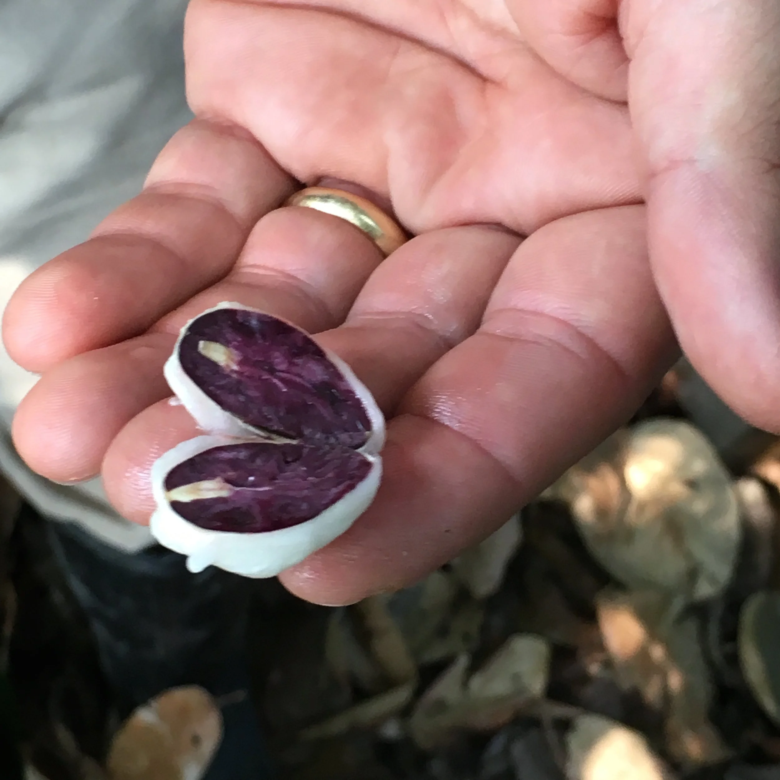 Fresh cocoa bean slice.jpg