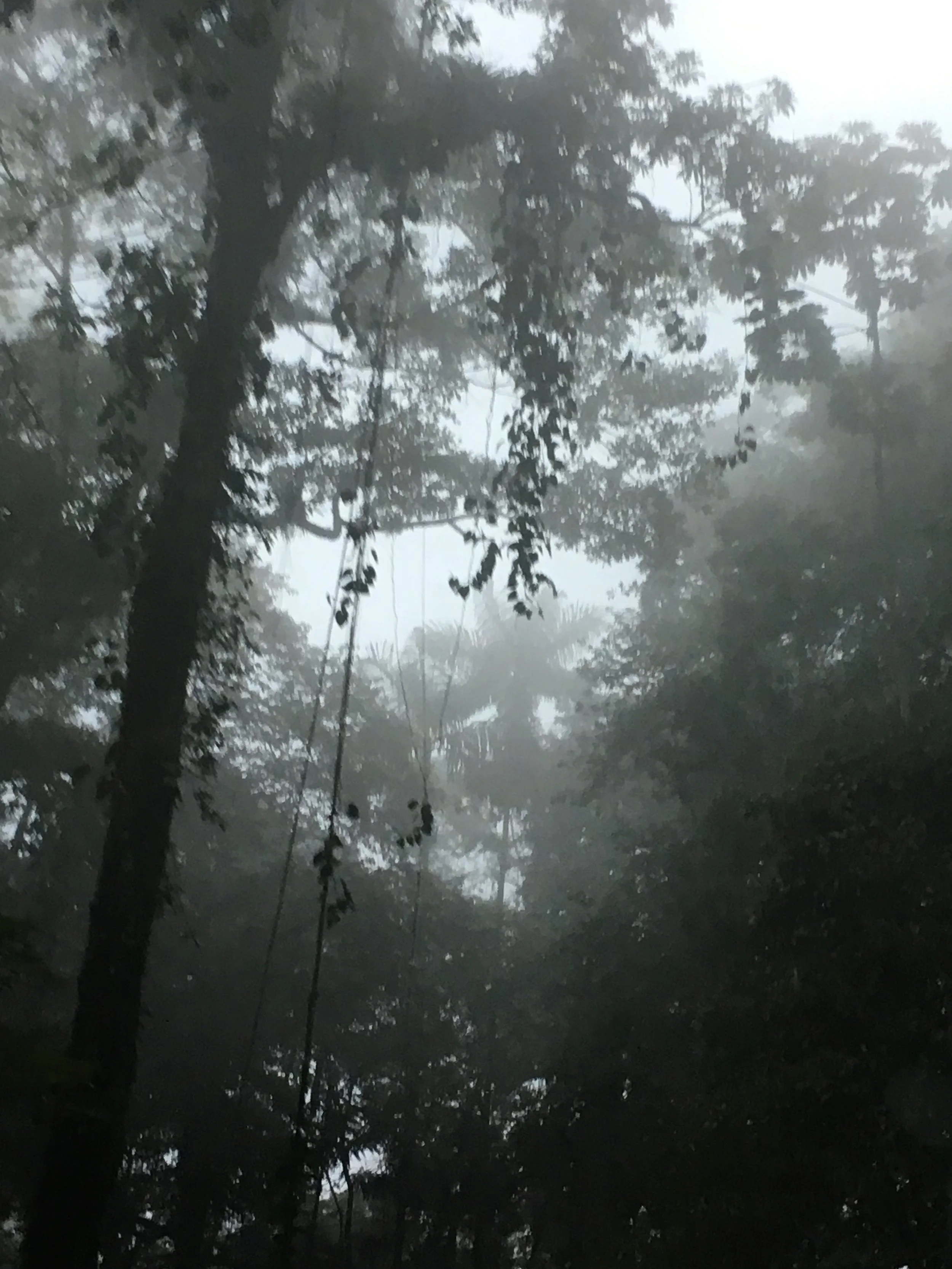 Cacao fields canopy.jpg