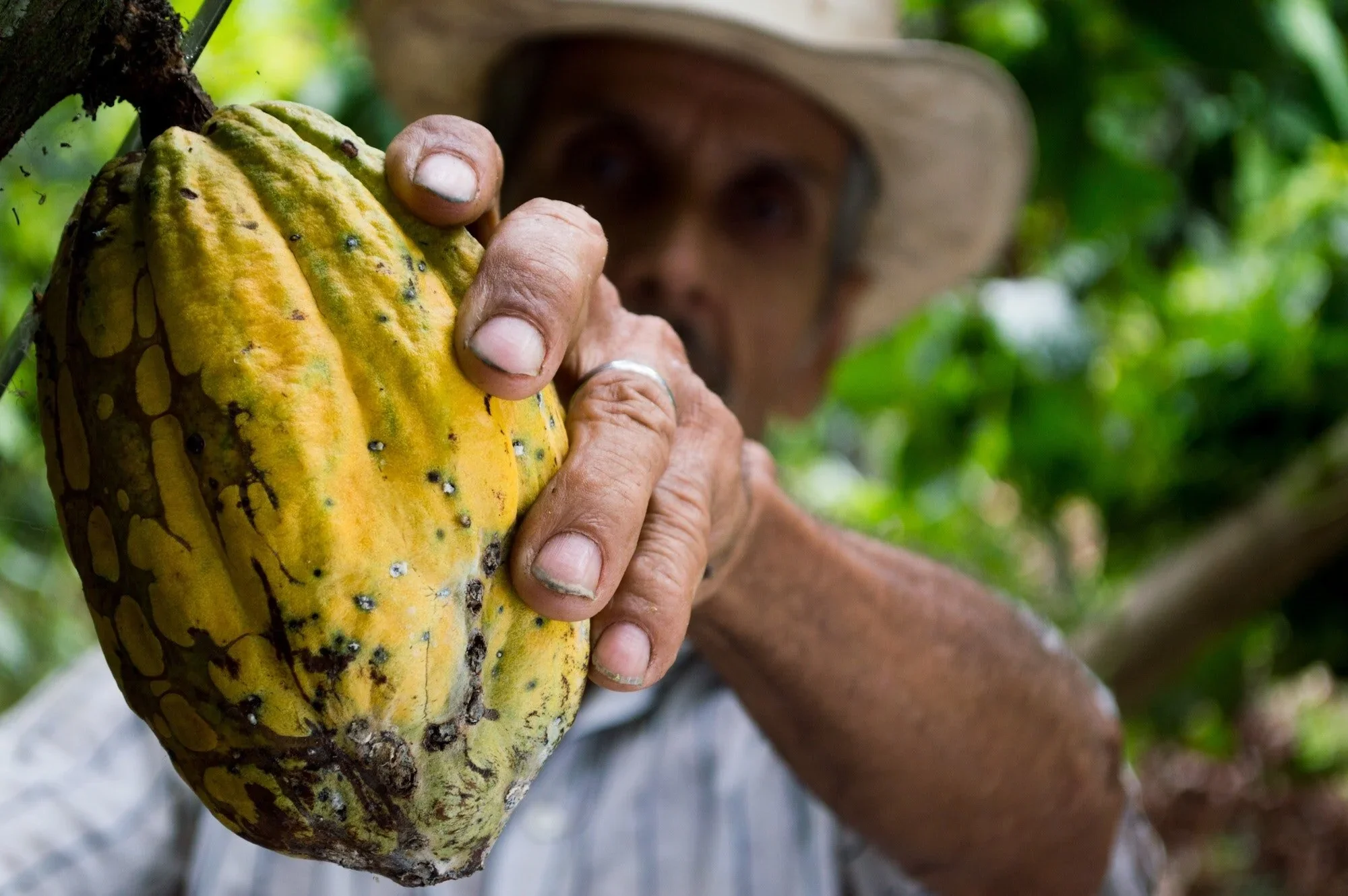 Farmer_Lucid Peru.webp