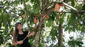 Vigdis cacao.jpg