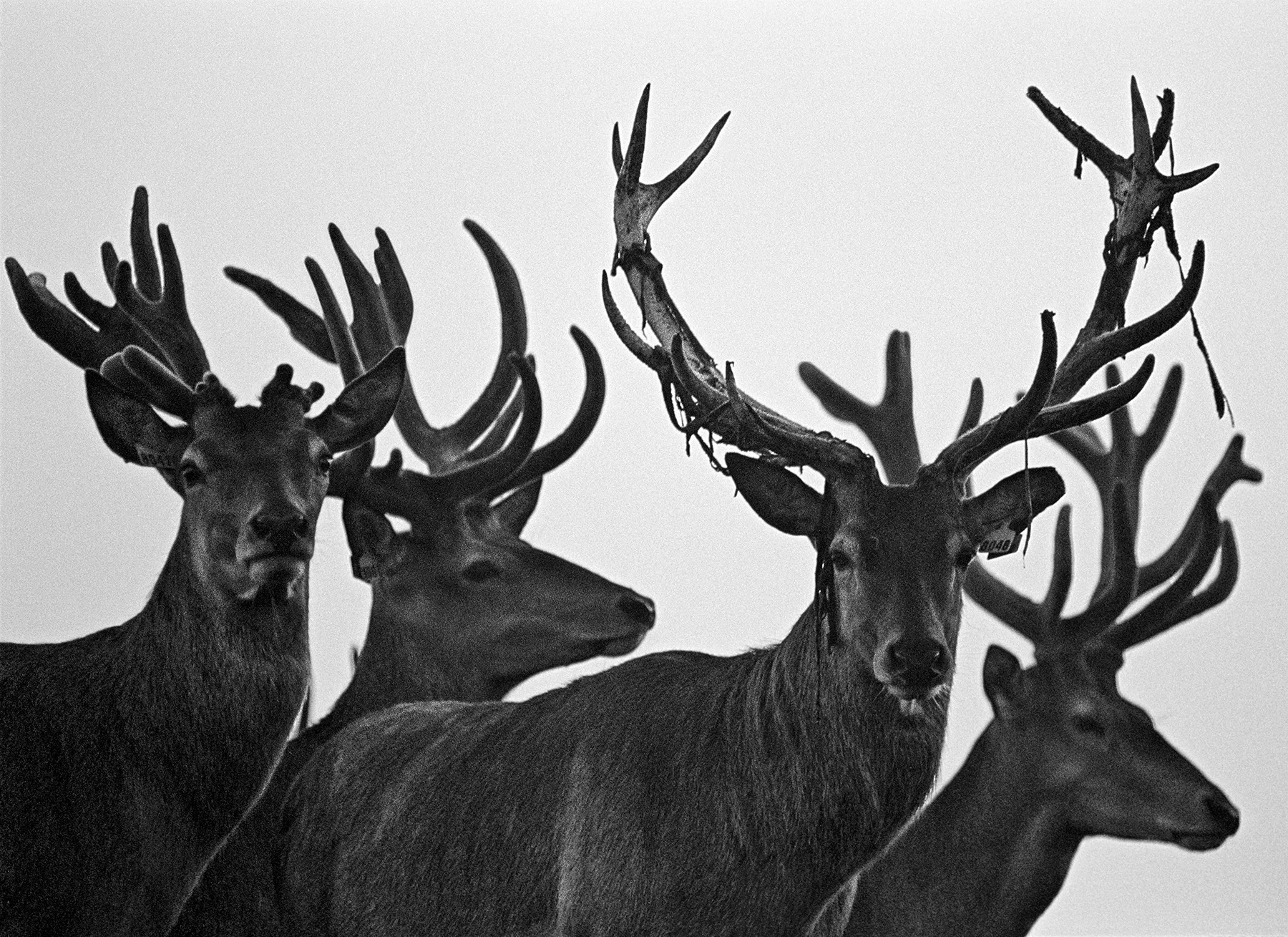 Stags in Velvet, Canada, 2001.jpg