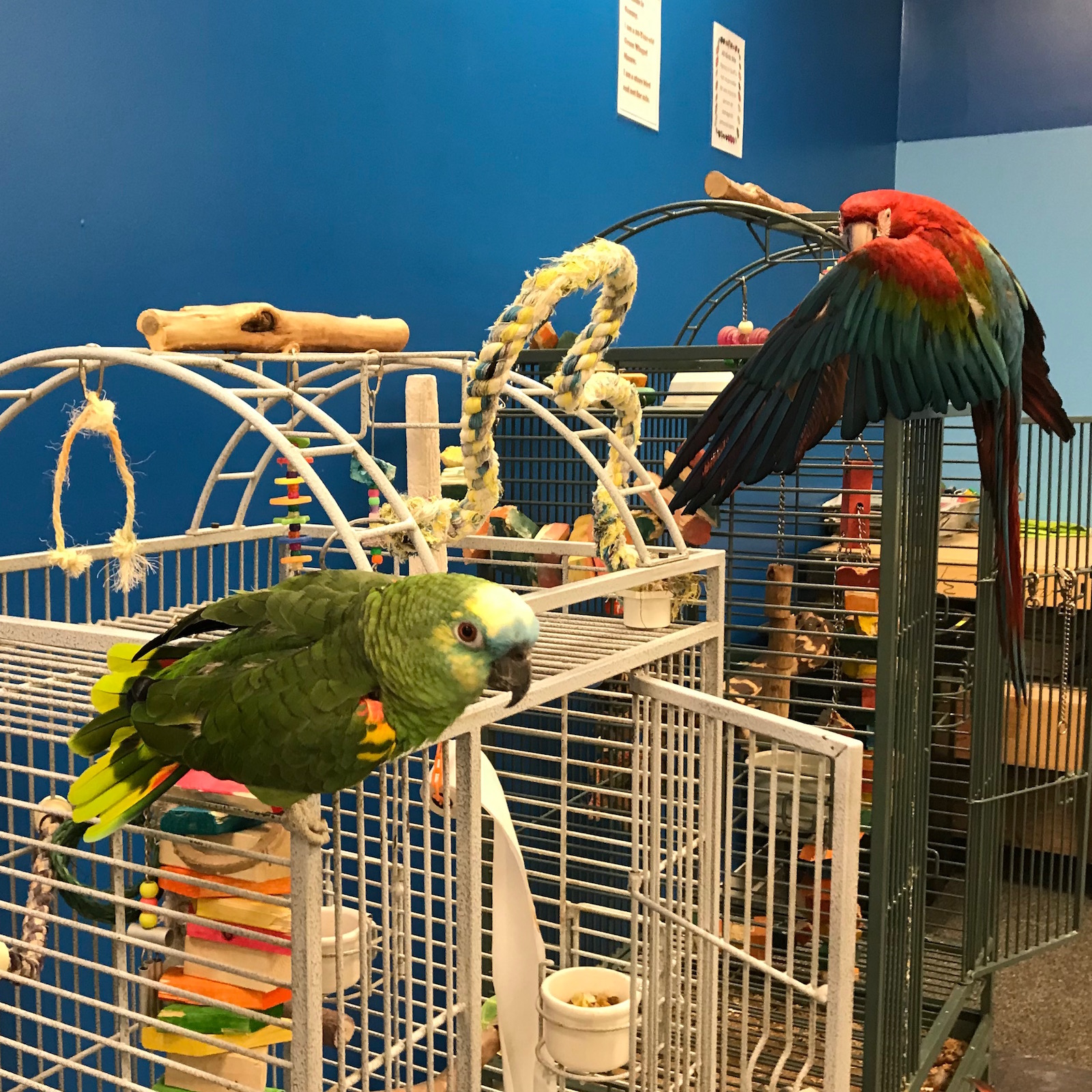 parrotsnstuff.jpg