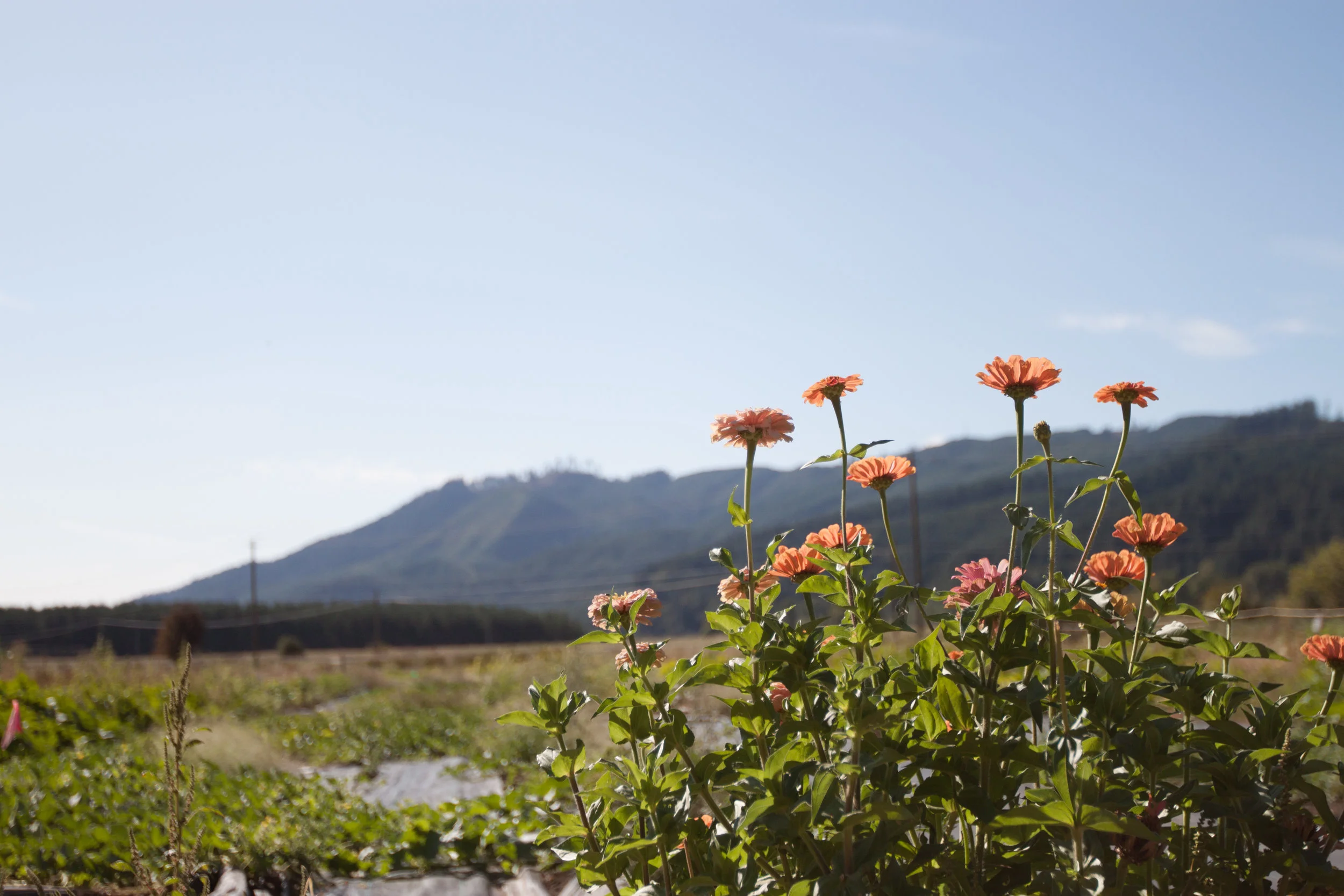Gales Meadow Farm is a beautiful, productive farm located in Western Washington county.