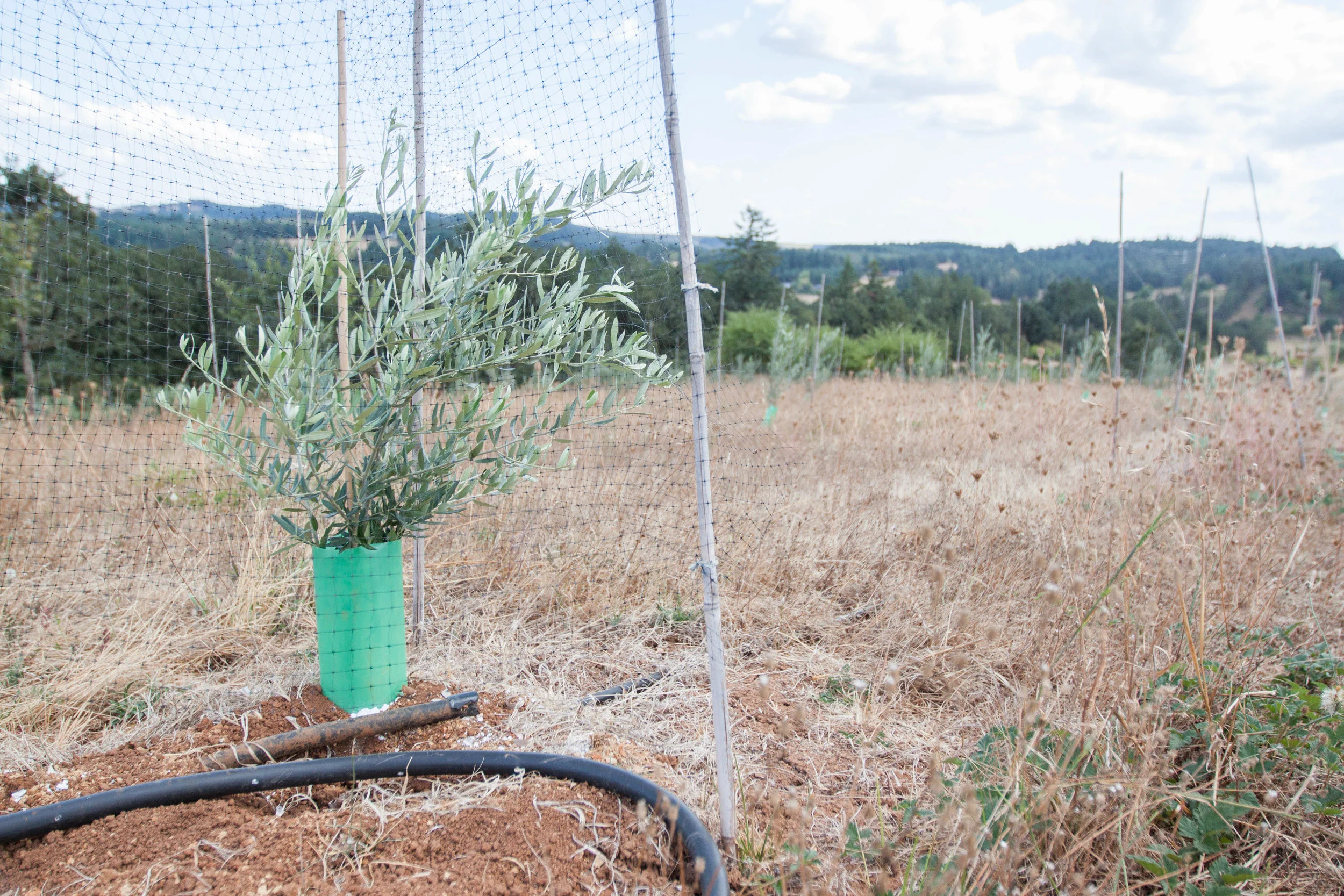 Well-spaced olive plants and untidy margins provide ample forage and nesting habitat.