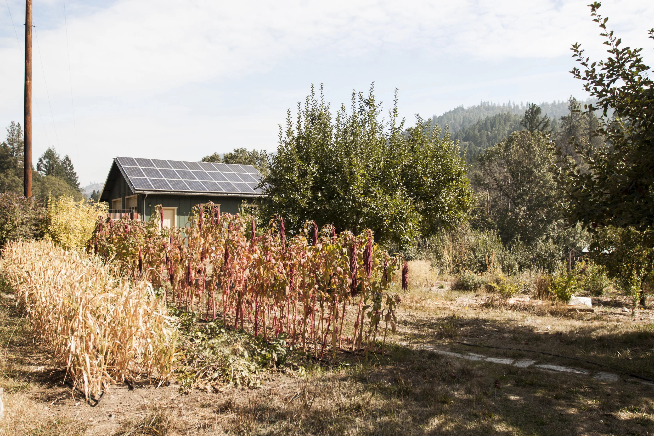 Diverse blocks of plants at Ridgeline Meadows Farm in Applegate, Oregon.