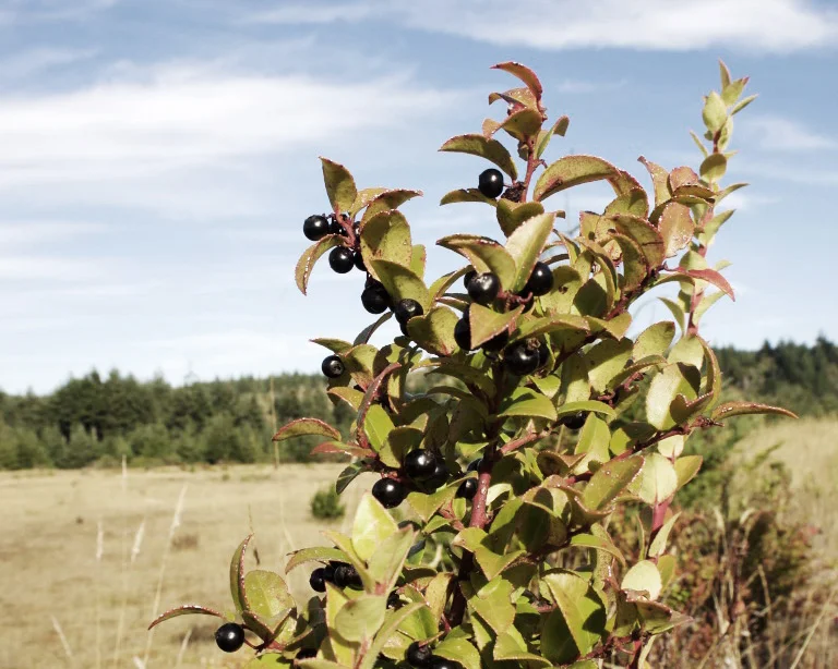 Native plants dotted across the farm, including this wild huckleberry pictured here.