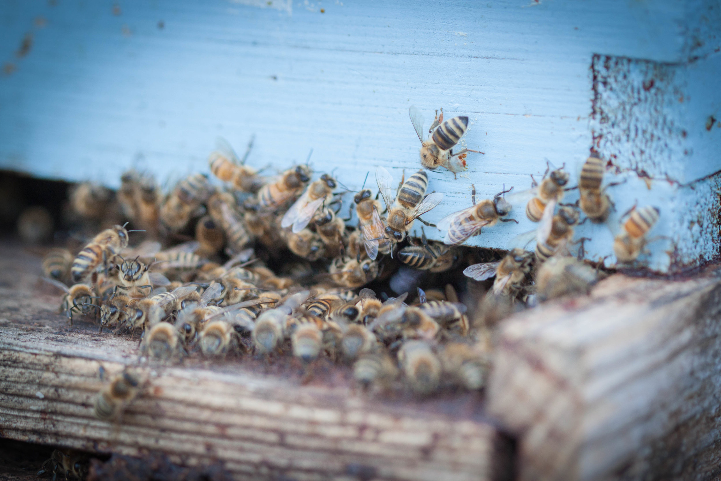 Beekeeping — OREGON BEE PROJECT