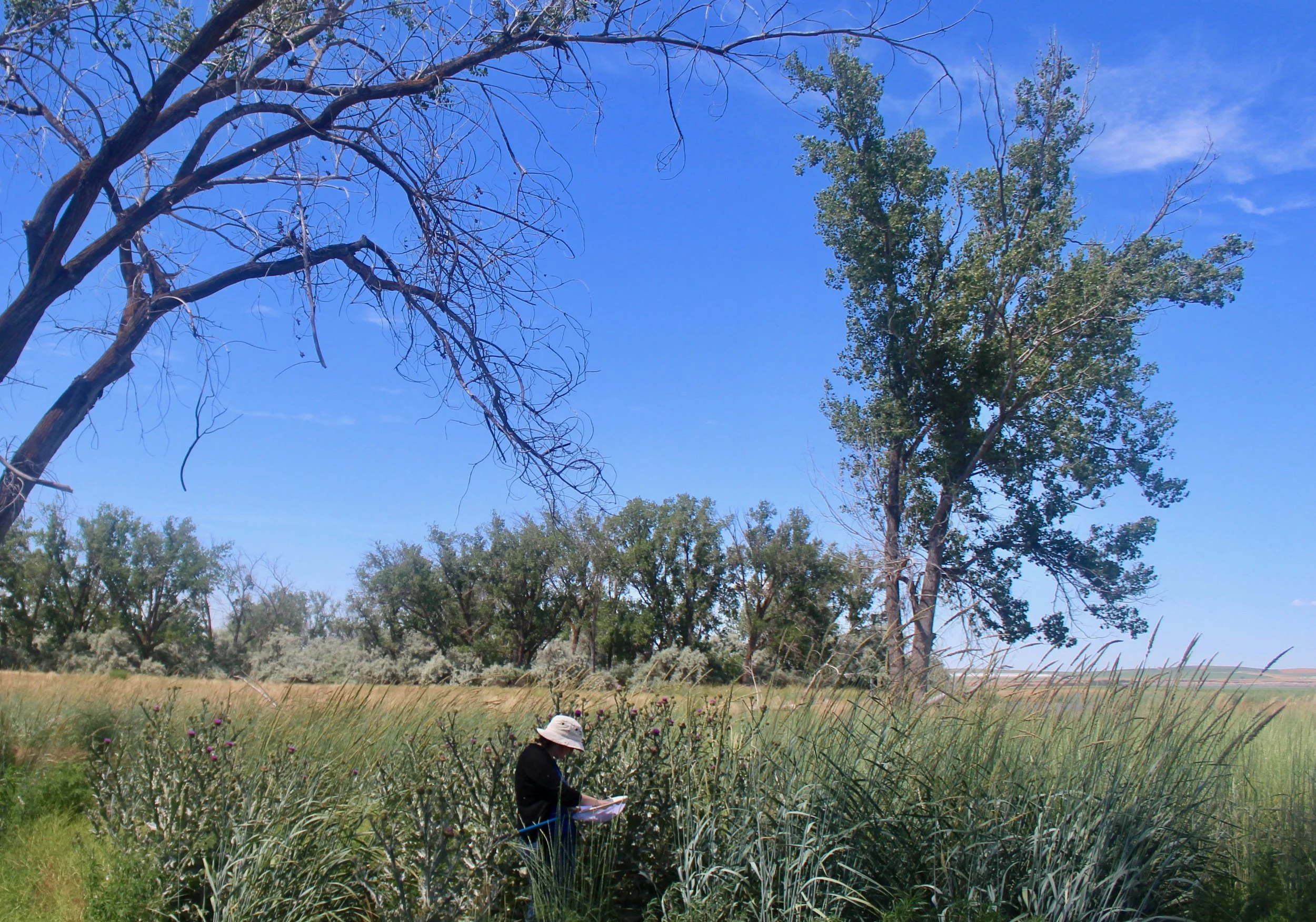 Catching bees in the margins of corn fields in Hermiston, OR. Photo by Molly Alloy