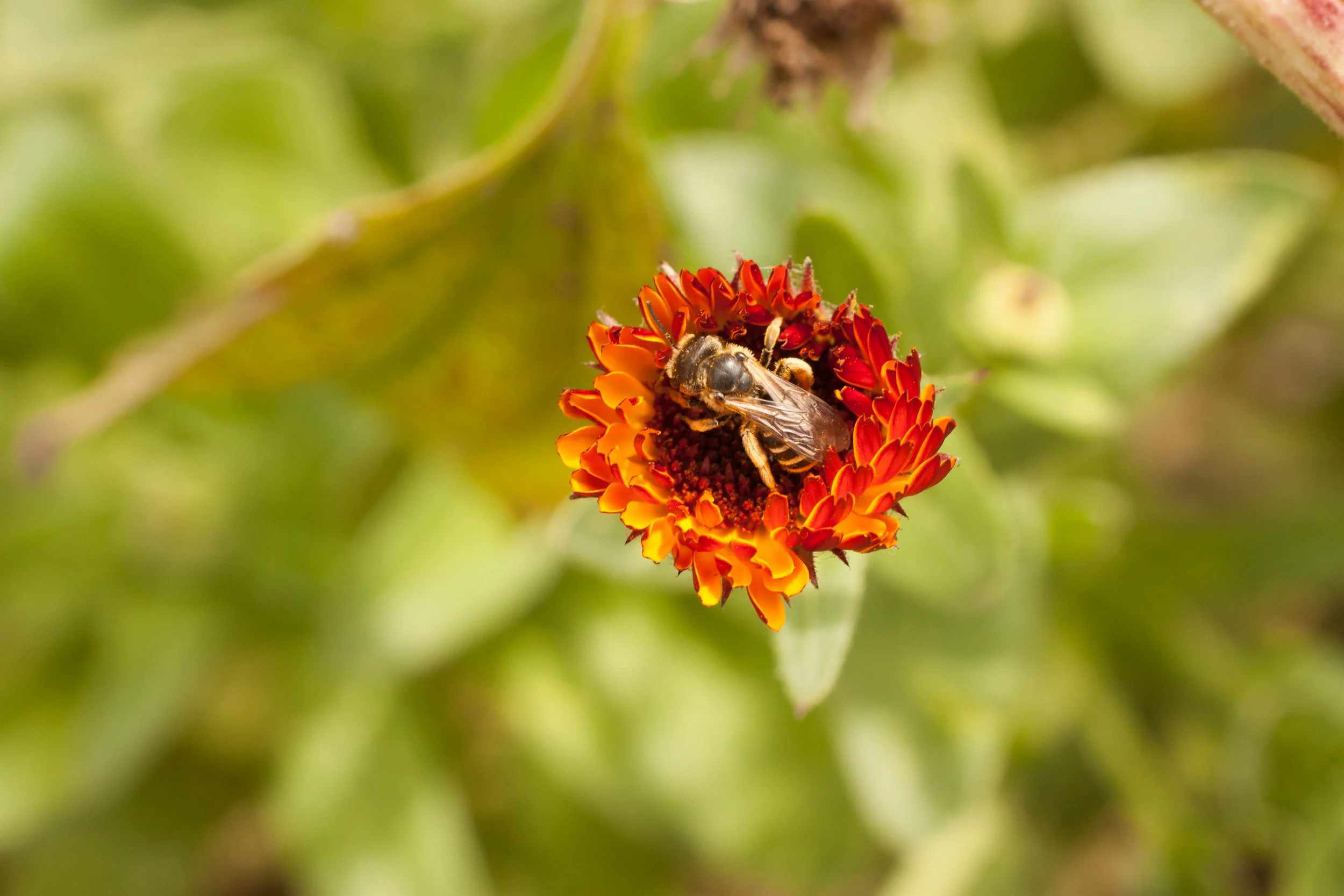 Educators — OREGON BEE PROJECT