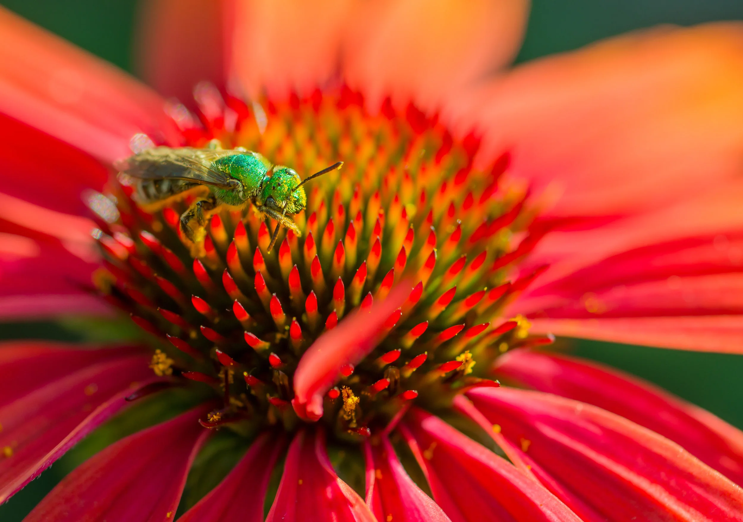 Agapostemon-on-coneflower.jpeg