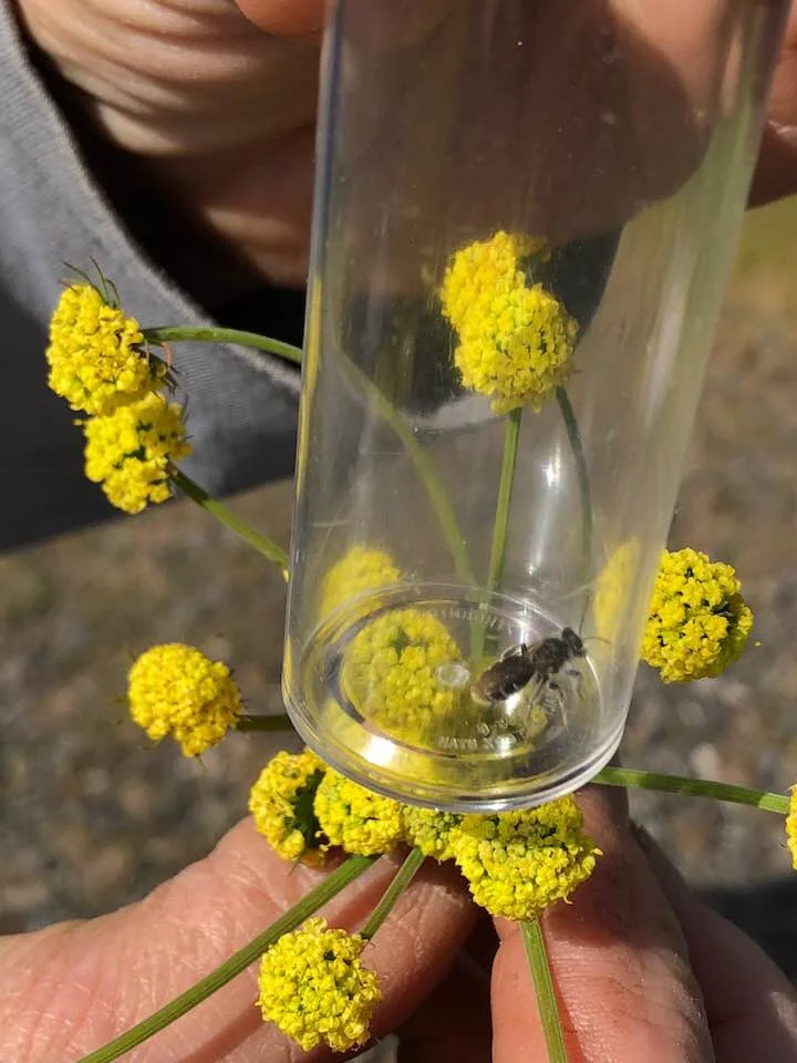 The Gorge team was up on the Mosier Plateau and found some great little bees!