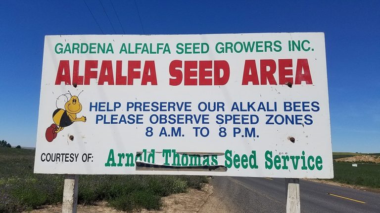 Alfalfa-sign-768x432.jpg