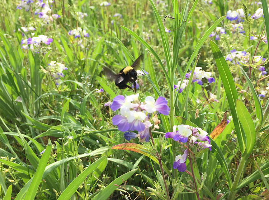 Collinsia-crop.jpg