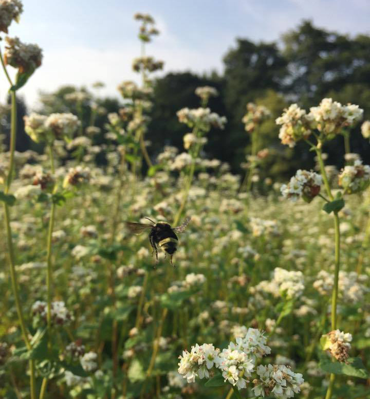 Buckwheat-crop.jpg