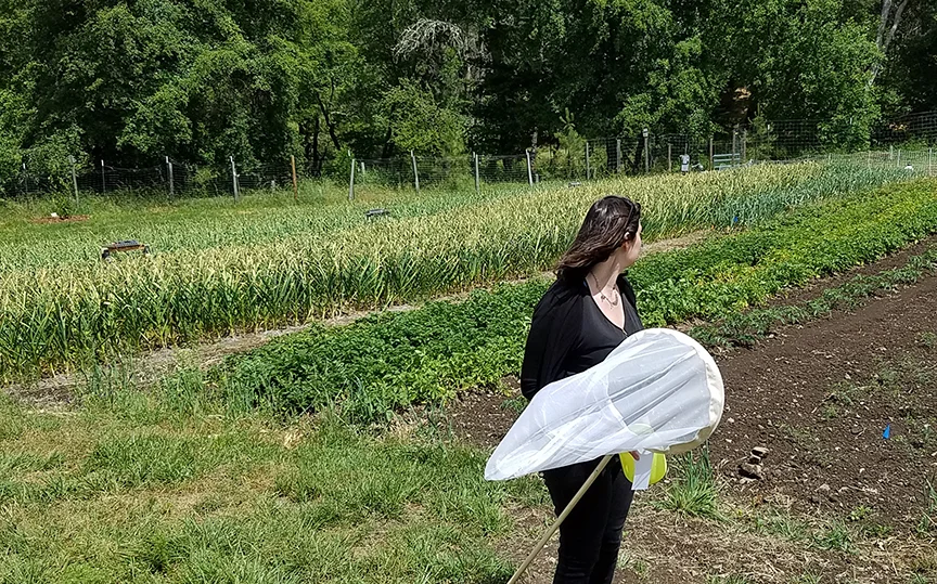 Photo credit Oregon Bee Project.