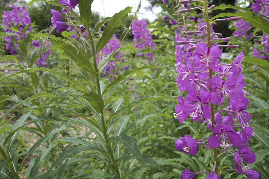 Fireweed in urban food forest, Portland, Oregon. (Photo: Jalene Littlejohn)
