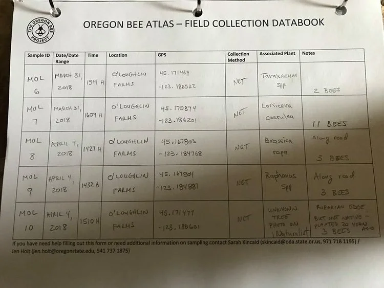 Here is a copy of Michael O'Loughlin's field notebook. For those of you not working on iNaturalist, email a scan or picture of your notebook to Andony and he will use this to produce your labels. 