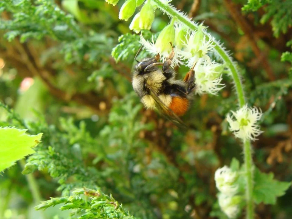 Ed Sullivan spots Bombus melanopygus on Fringe Cup ( Tellima grandiflora ). Portland, Oregon. May 3, 2018