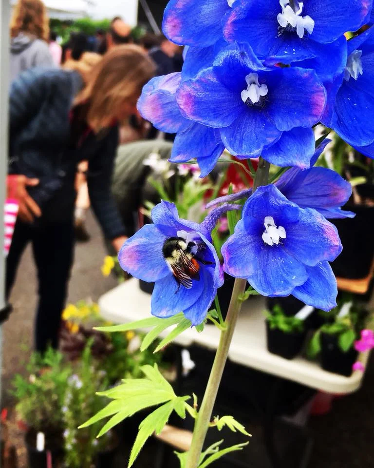 Leslie Davis catches a brilliant pic of Bombus melanopygus on a delphinium at the Eugene Farmers Market. 