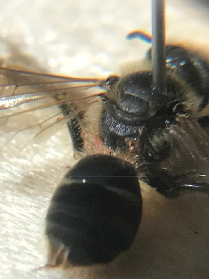 Michael O'Loughlin finds a Lasioglossum titusi. Sarah Kincaid pointed out that according to McGinley, L. titusi is the only Lasioglossum whose asscociated phoretic mites cling to the hairs on the propodeum. Sarah goes on to point out that McGinley cited a 1975 paper by our very own Andy Moldenke at OSU. Great find Michael!