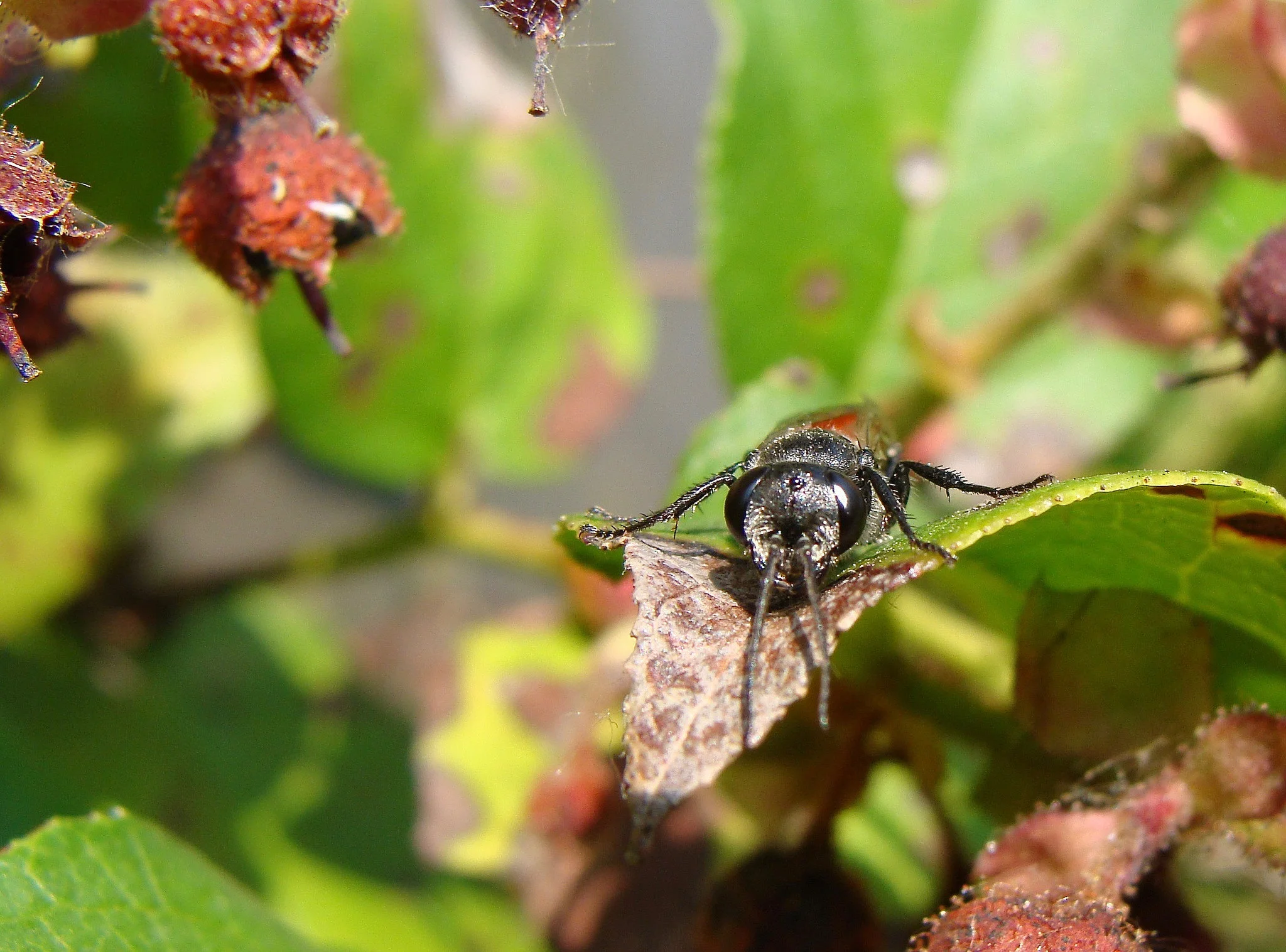 Female Astata wasp - looks a lot like a cuckoo bee in the genus Sphecodes, but wasp antennae typically attach to the head a lot lower than a bee. 