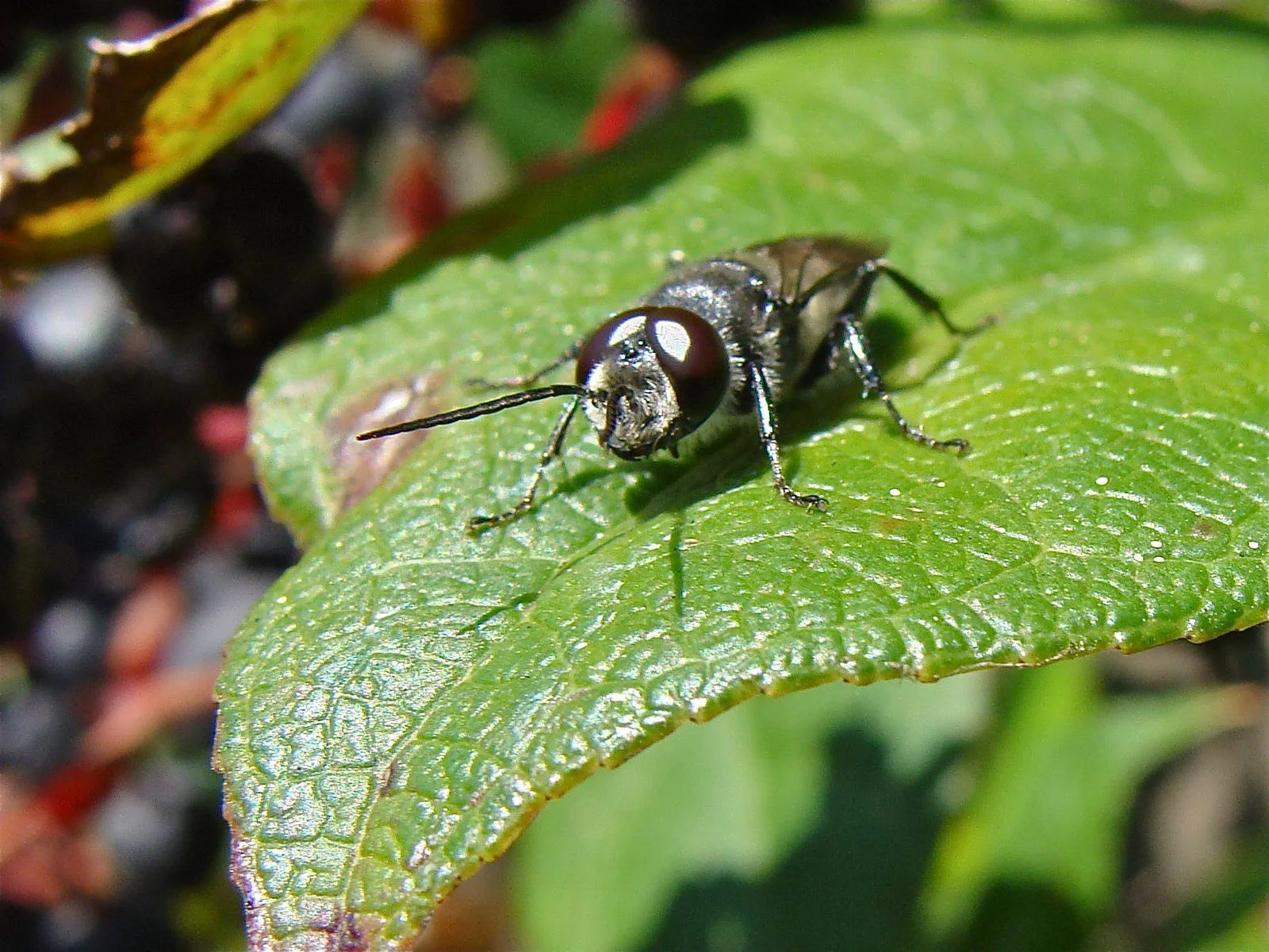 Astata predatory male wasp has distinctive eyes that wrap around the head. 