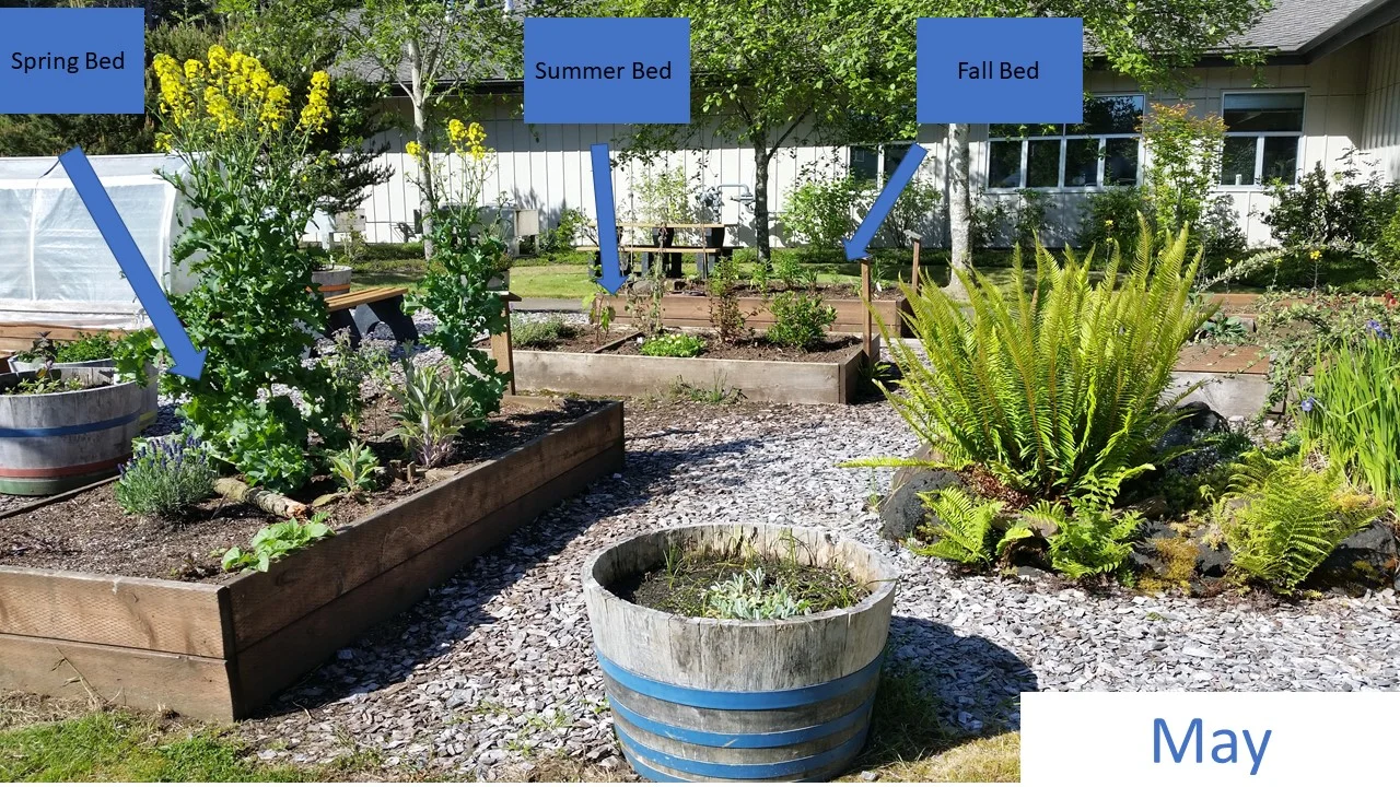 Mid-May – The spring blooming bed is on the left forefront. The tall yellow flowers, that are actually kale plants planted the previous year, were a hit with the bumblebees! In the center of the image are the summer and then fall blooming gardens.