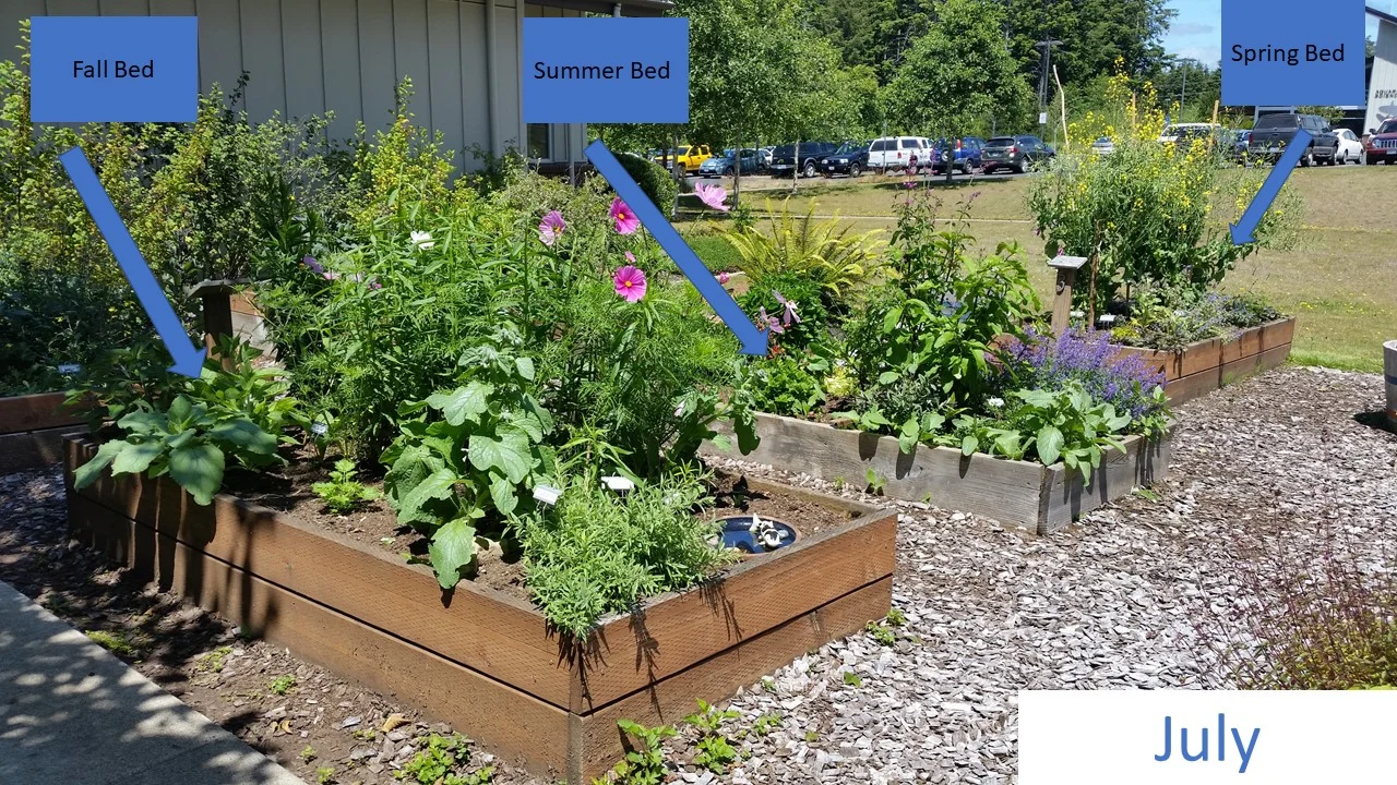 Early July – View of the beds is reversed from the image above. The majority of pollinator activity at the time were on the kale in the spring bed and the catmint and ‘tutti frutti’ hyssop (tall, dark pink flowers), both in the mint family, were popular in the summer bed. You can tell that plants pay more attention to the weather and climate, not our ‘spring’ and ‘summer’ labels; the kale plants just kept blooming and exceeded all expectations.