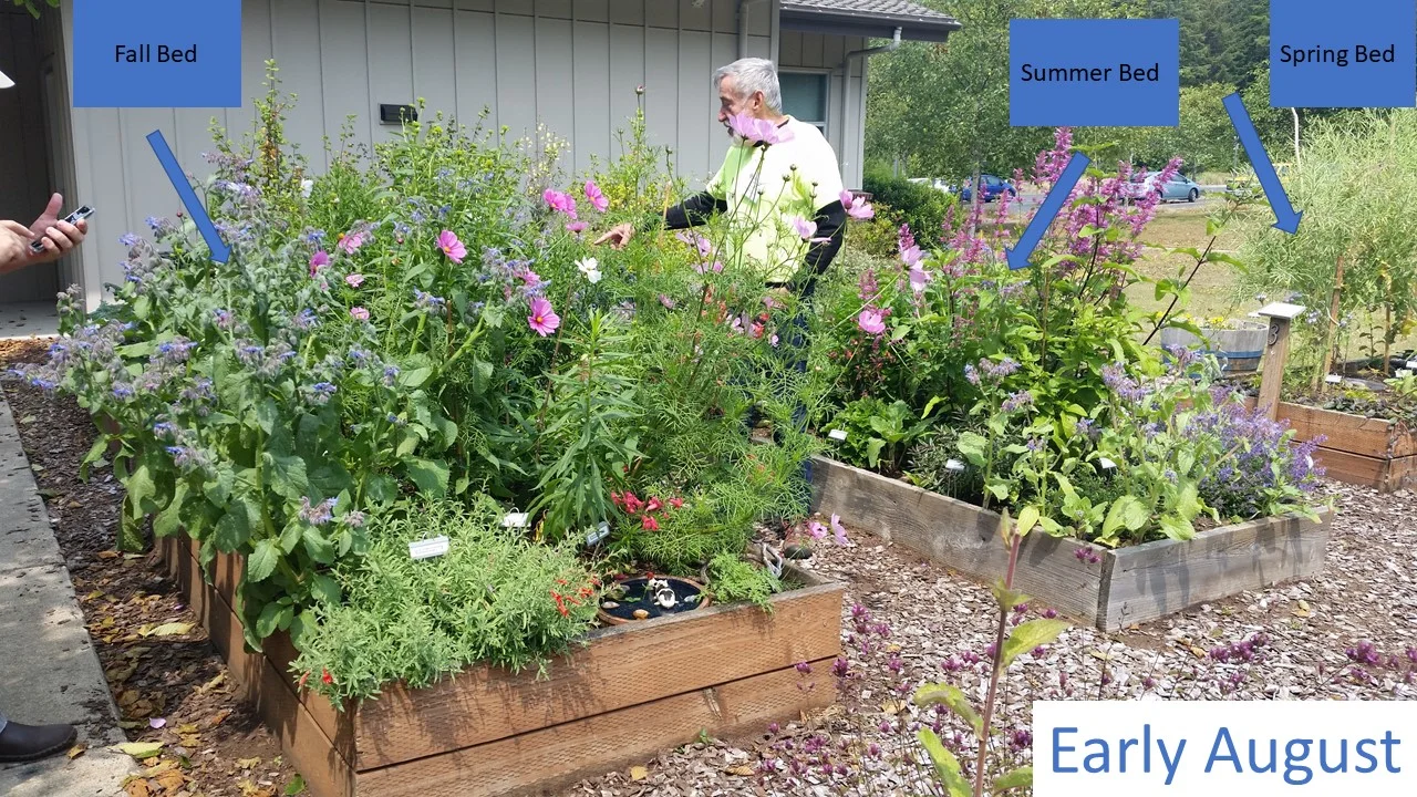 Early August – The summer and fall blooming beds were at their peak! Catmint, ‘tutti frutti’ hyssop and borage (the shorter blue flowers) were attracting the most bees in the summer bed while cosmos (the large round flowers with pink petals and yellow centers) attracted the most pollinators in the fall bed. At this point, the spring bed was done blooming and the kale was heavy with seeds.