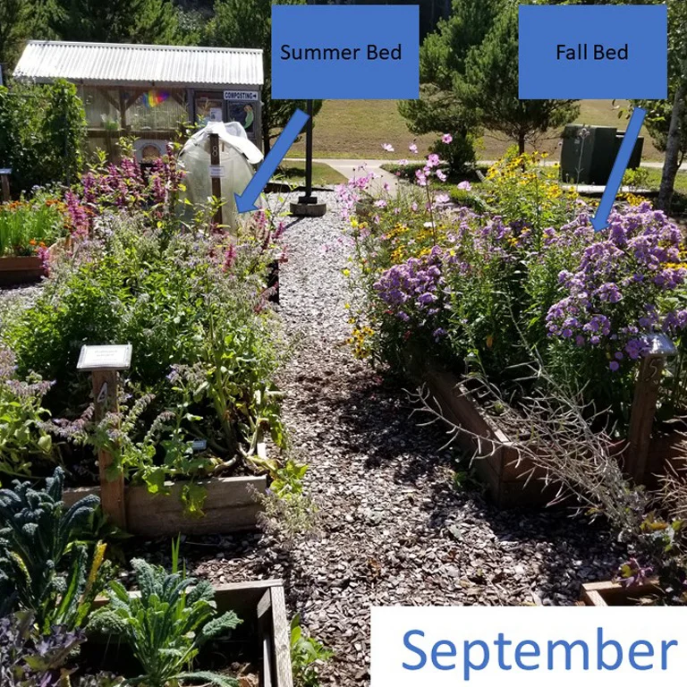 Mid-September - The sneezeweed and cosmos were very popular until the asters came into bloom and stole the show! These asters are the plants boasting tons of smaller lavender-pink flowers.Goldenrod was another aster the bees loved while its two small flower clusters bloomed. The milkweed and hyssop were very young plants and did not bloom this year; we might plant them earlier next year.