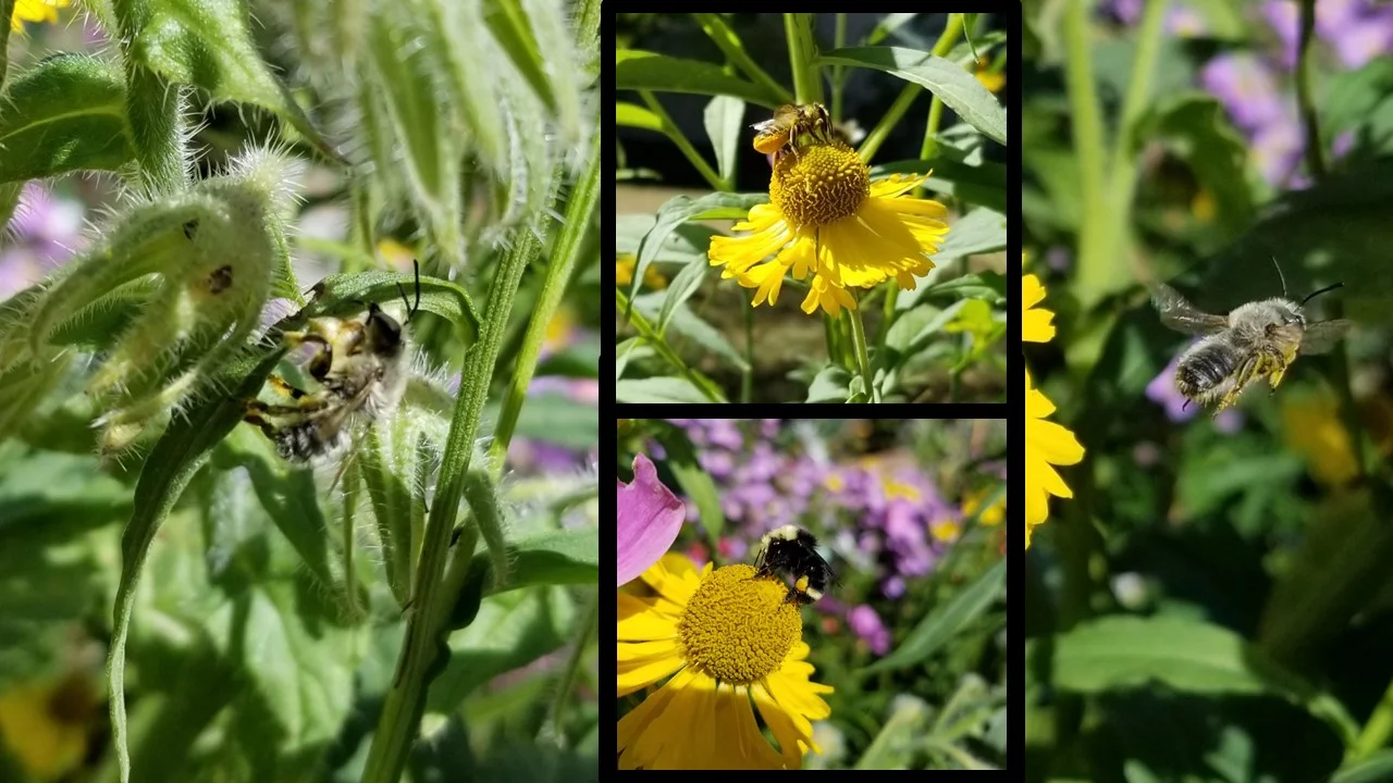 These photos were taken in mid-September. These bees are loving these yellow blooms, part of the sneezeweed plant, which are actually composite flowers: what we consider one flower is actually hundreds of tiny flowers where the colorful petals radiate from. Can you see the tiny yellow flowers?