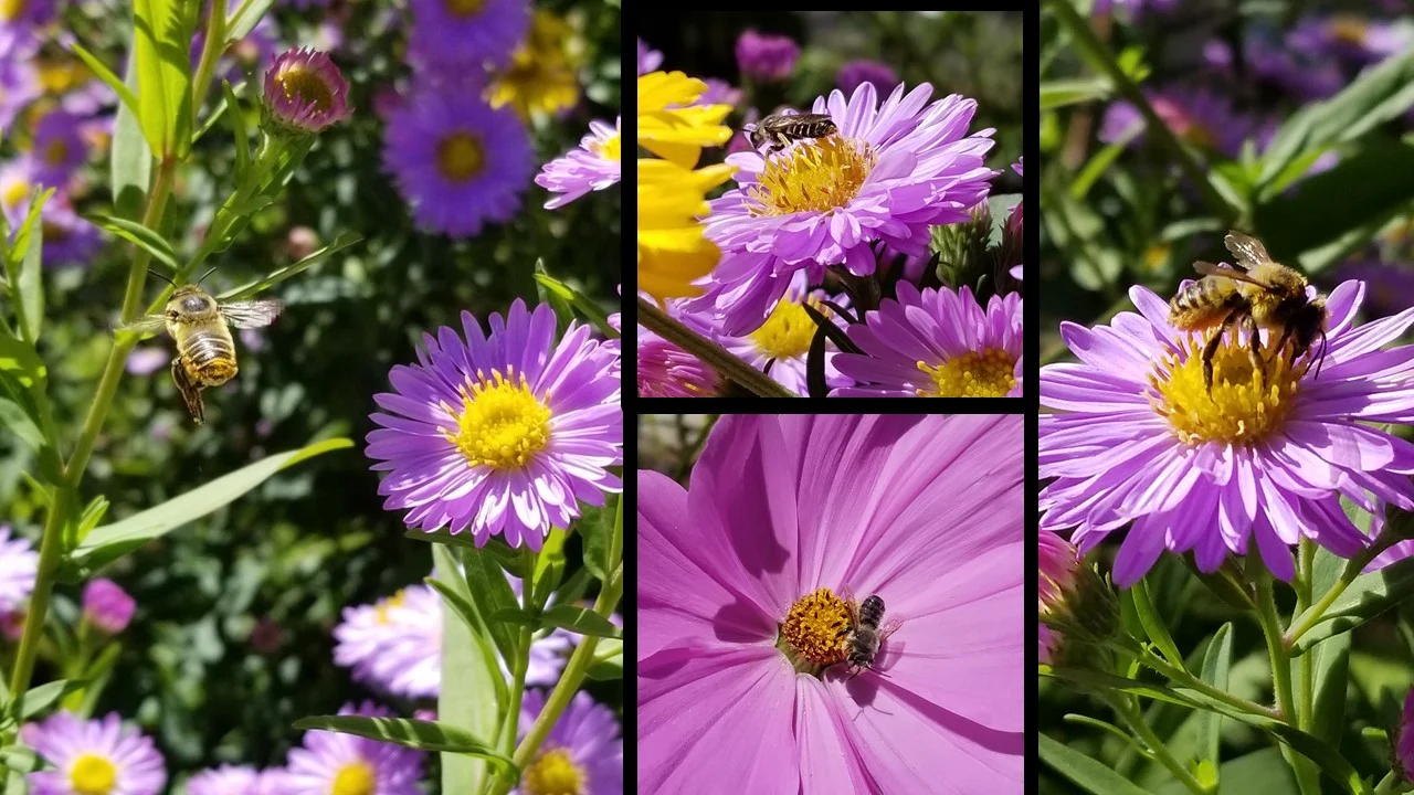 These photos were also taken in September, of aster and cosmo flowers, both in the aster family and also composite flowers. The bees take pollen and nectar from each of these tiny flowers!
