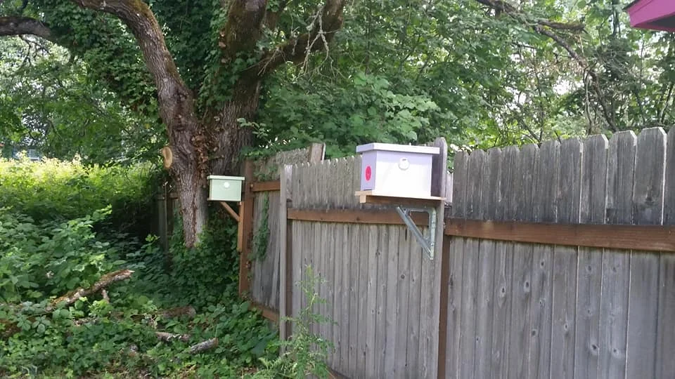 For the past month there have been a lot of calls to the Oregon Bee Project about bumble bees nesting in places that cause a nuisance for homeowners. Atlas member Steve Gomes saw an opportunity and offered to relocate the colonies to his "bumblebee haven". Moreover, he is not charging for this service but is requesting people make a donation to the Oregon Bee Project. On so many levels this is a good idea. Great work Steve!