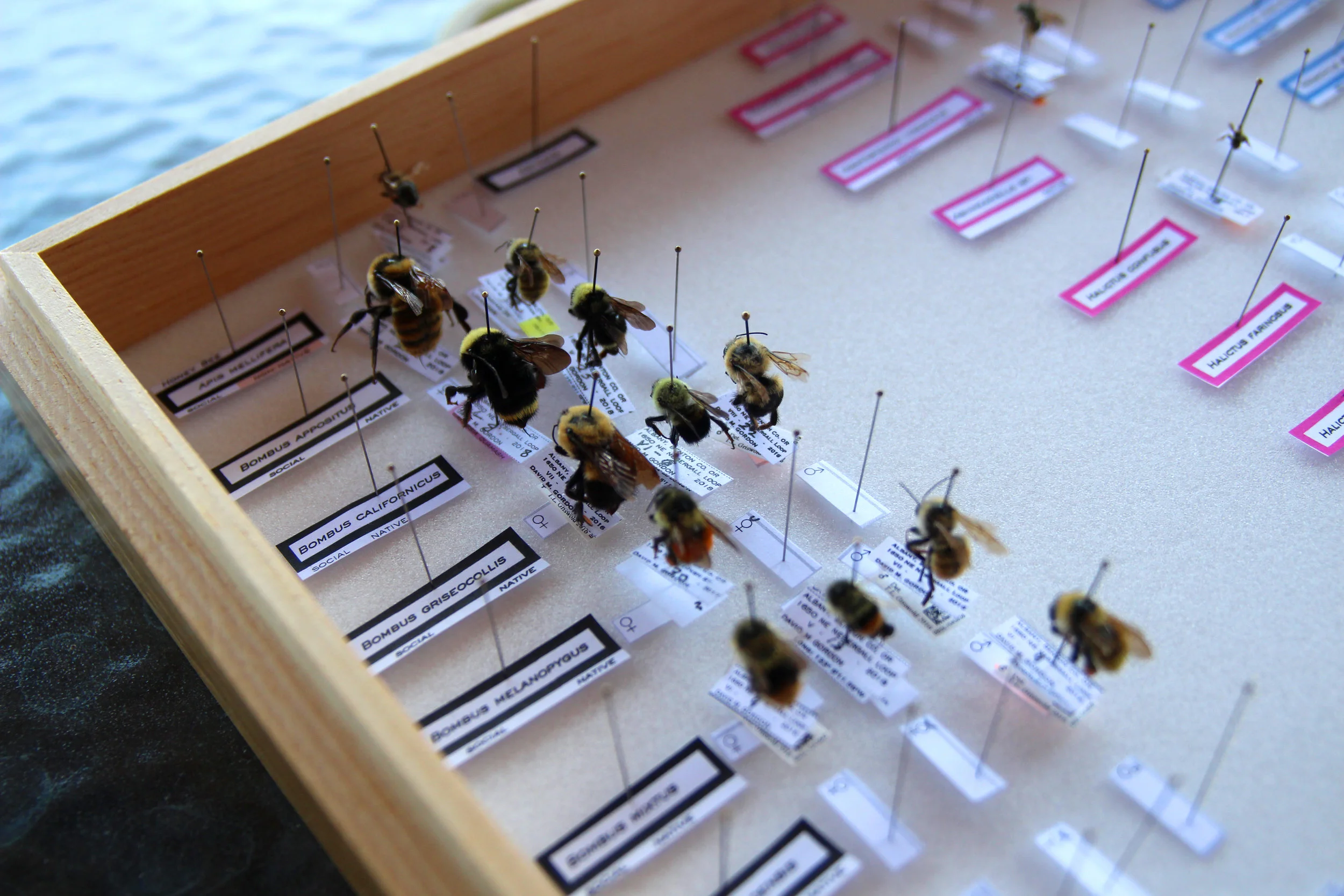 A collection of some of the bees found on Kenagy’s farm.