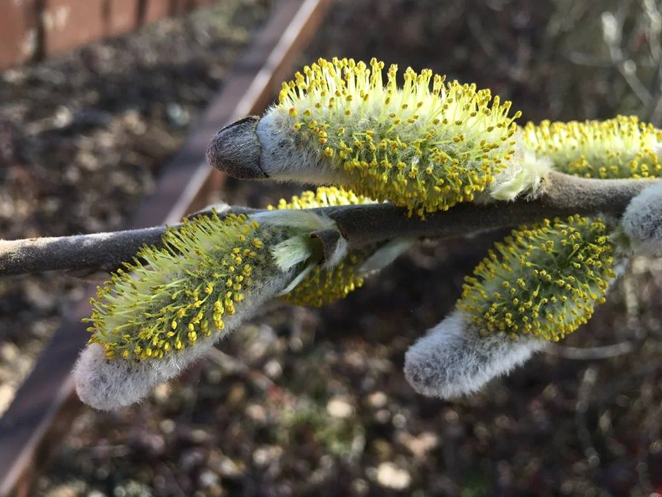 Julie Biddle noted that on March 11 “Less than five percent of Sitka (?) willows have anthers”. Ankeny wildlife refuge near Salem.