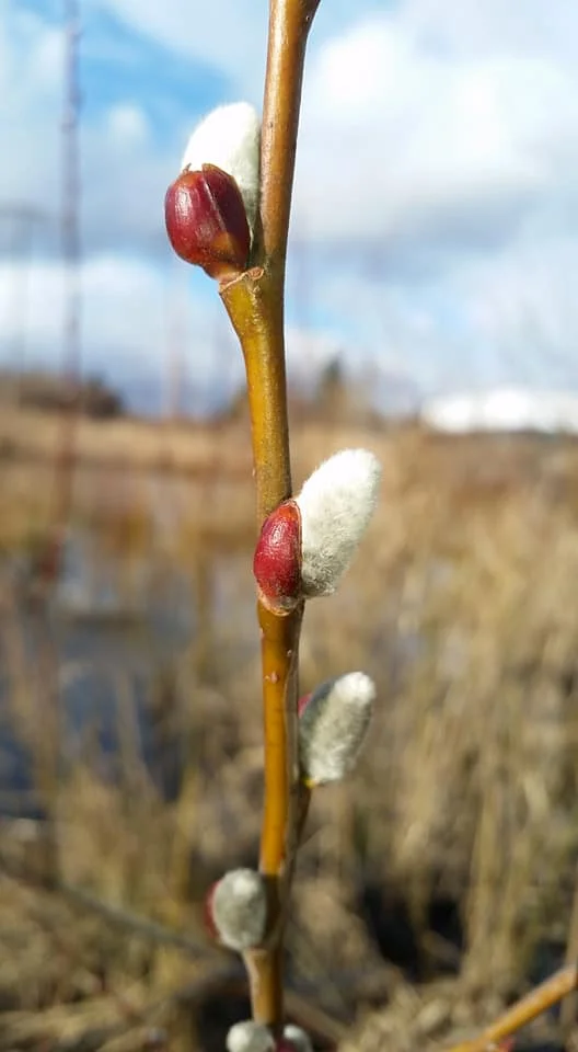 Steve Gomes noting that willow at Beaverton Creek Wetlands are still closed up on March 12.
