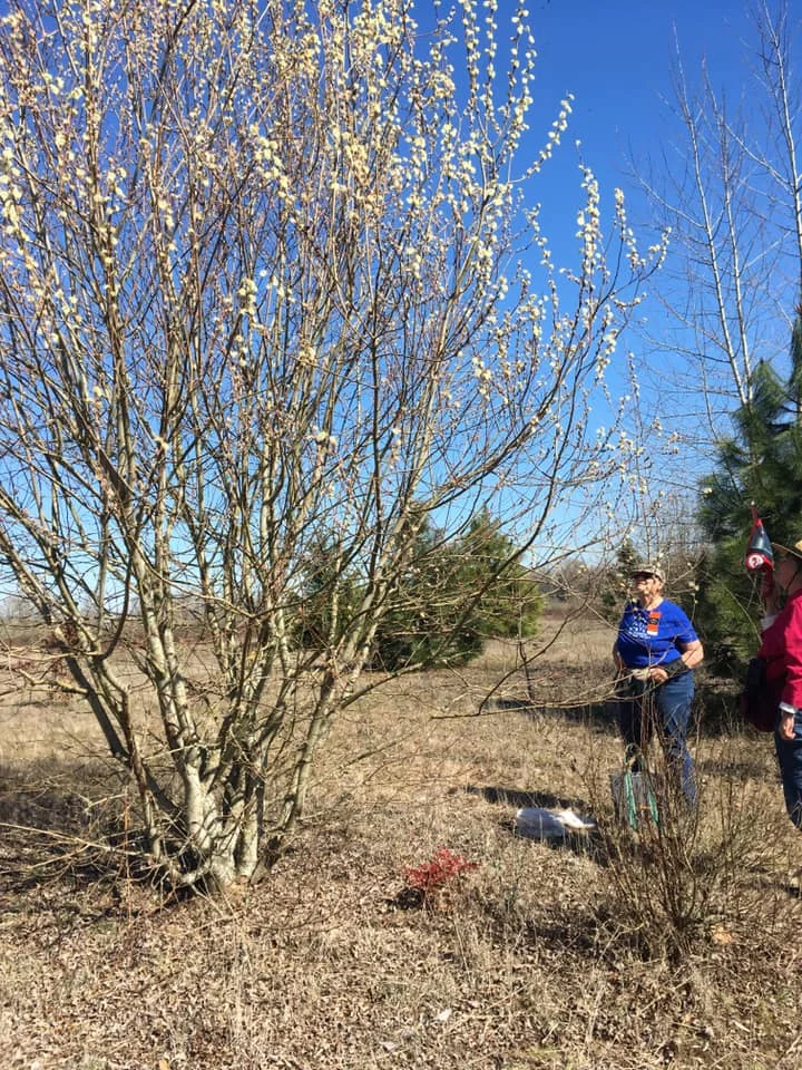 Briana Lindh and some of the Salem Team went out collecting on March 17. Briana notes: “Willow sampling in Salem! Most willows weren't ready - but the two open ones were buzzing”.
