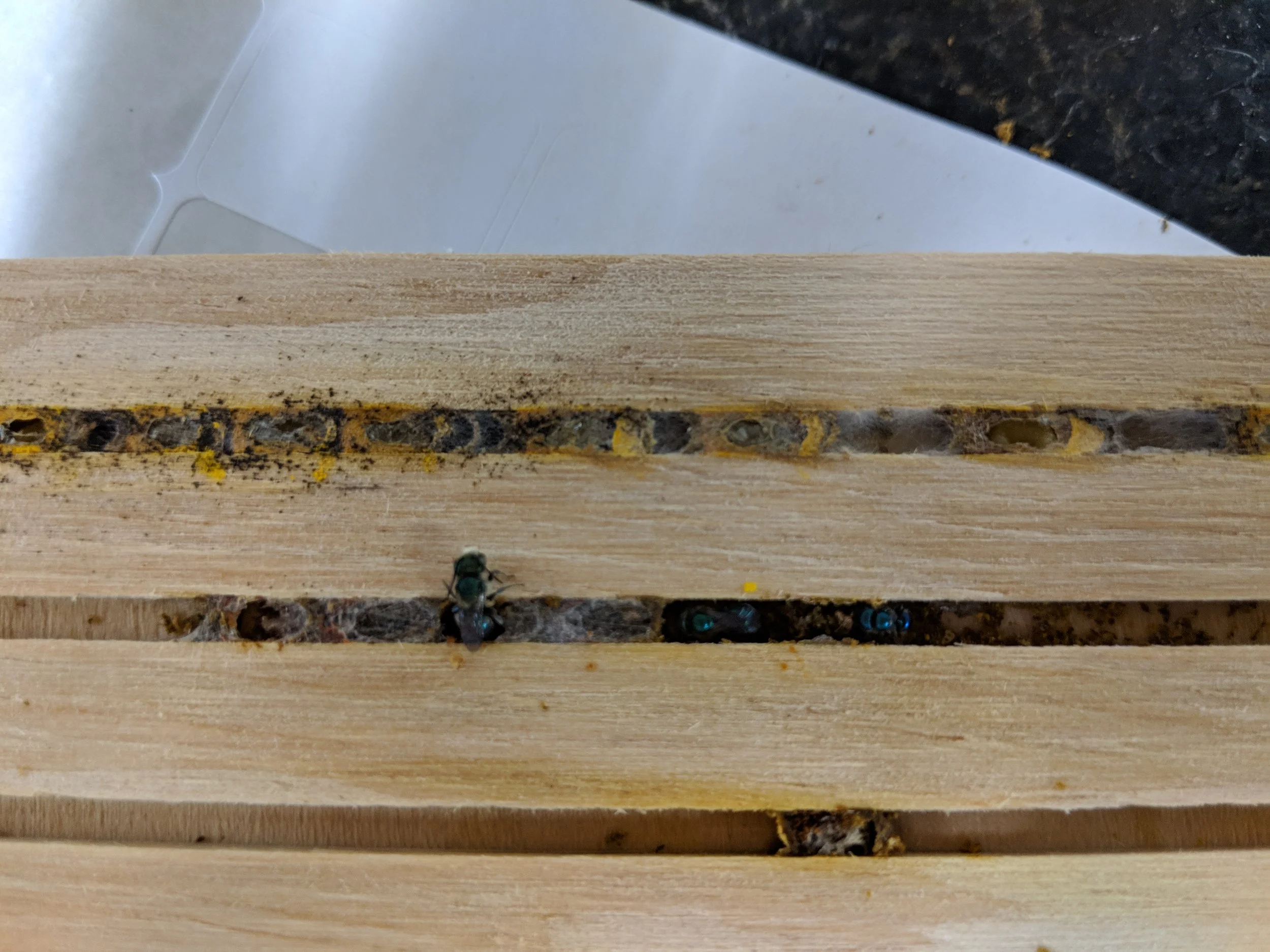 The bees nesting in the blocks in 2018 are now being emerged in the incubators at OSU.