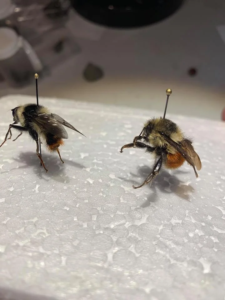 Michael O’Loughlin found this amazing fly mimic (left) of Bombus frigidus (right). Very cool find Michael! Lincoln reminds volunteer: “Tuck those bumble bee legs in! Just fold them under the body when the specimens are pliable”.