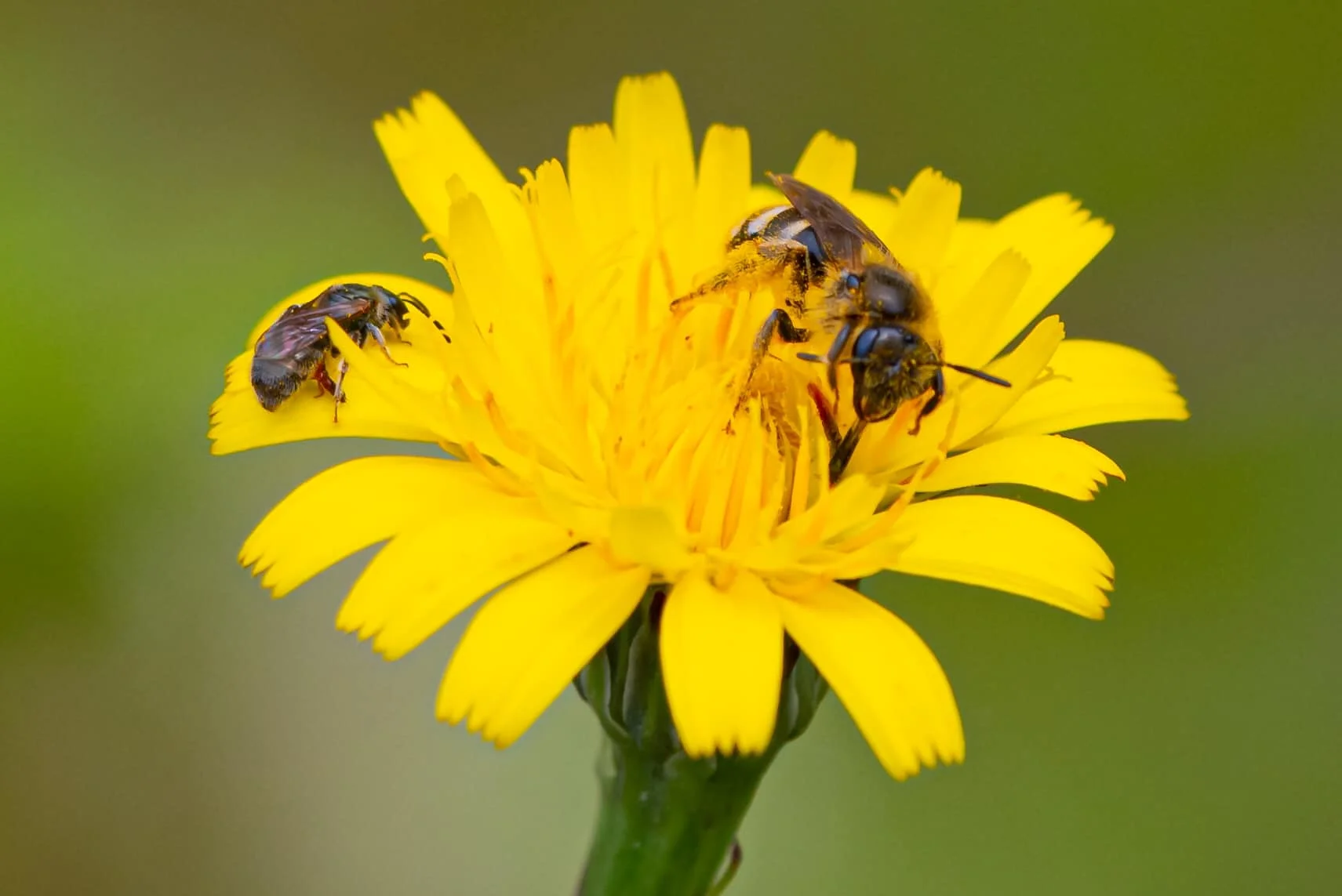Big bee, small bee - Michael O’Loughlin