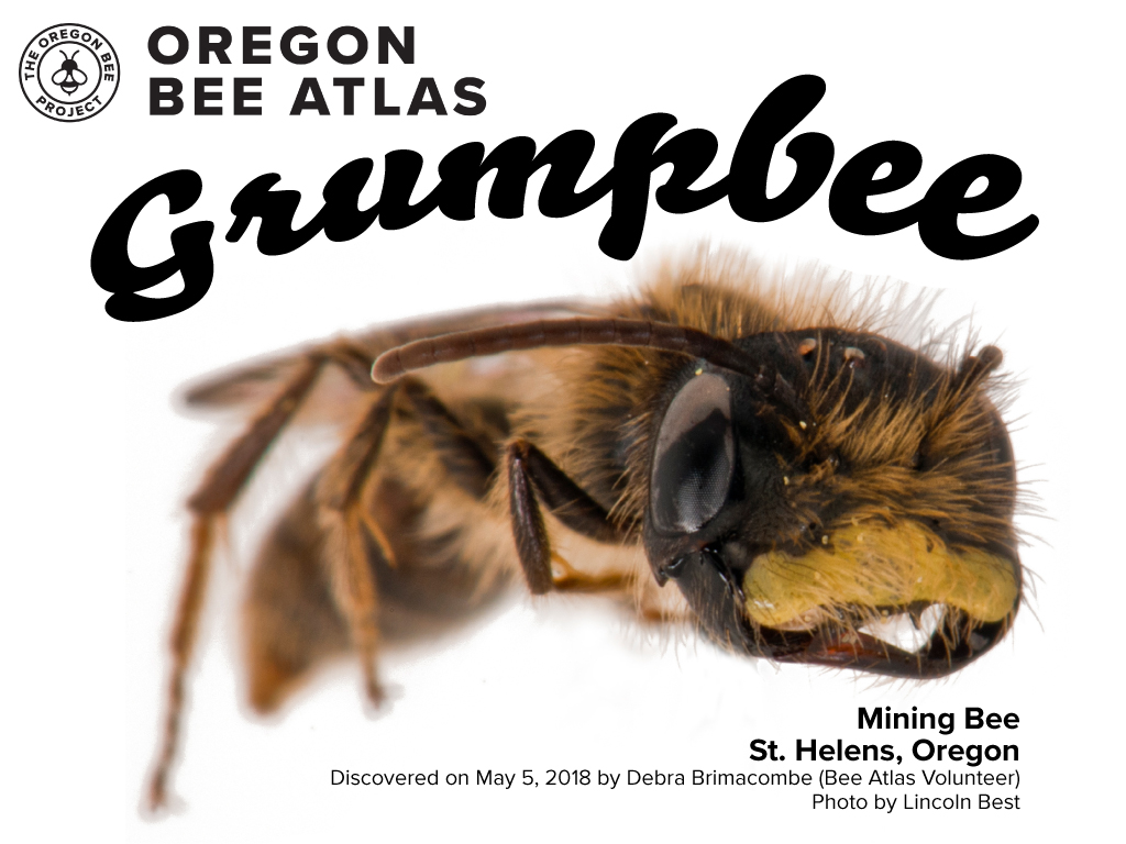 Linc marked the passing of Grumpy Cat by finding the grumpiest bee in Oregon in 2018. Great job Debi for catching one of two specimens of this Andrea species.