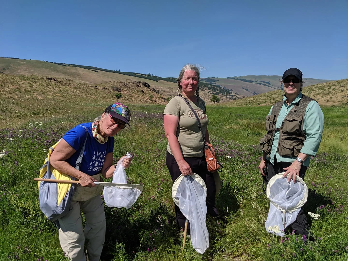 Elaine Rybak, Pam Arion and Martha Richards (from the Portland team) catching some great bees on vetch on June 1 at Four Sisters Columbia Land Trust site outside the Dalles. Elaine was able to get access to this site by reaching out to the Columbia Land Trust.
