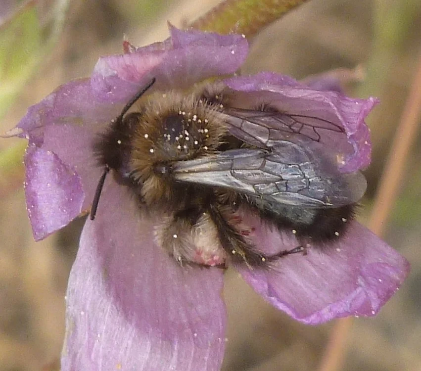 Lori Humphreys wrote: “When counting butterflies I try not to pay attention to bees, but couldn't help grabbing a few of these bees as they 'napped' inside Sidalcea malviflora flowers when the sun went behind clouds. Diadasia I think.”